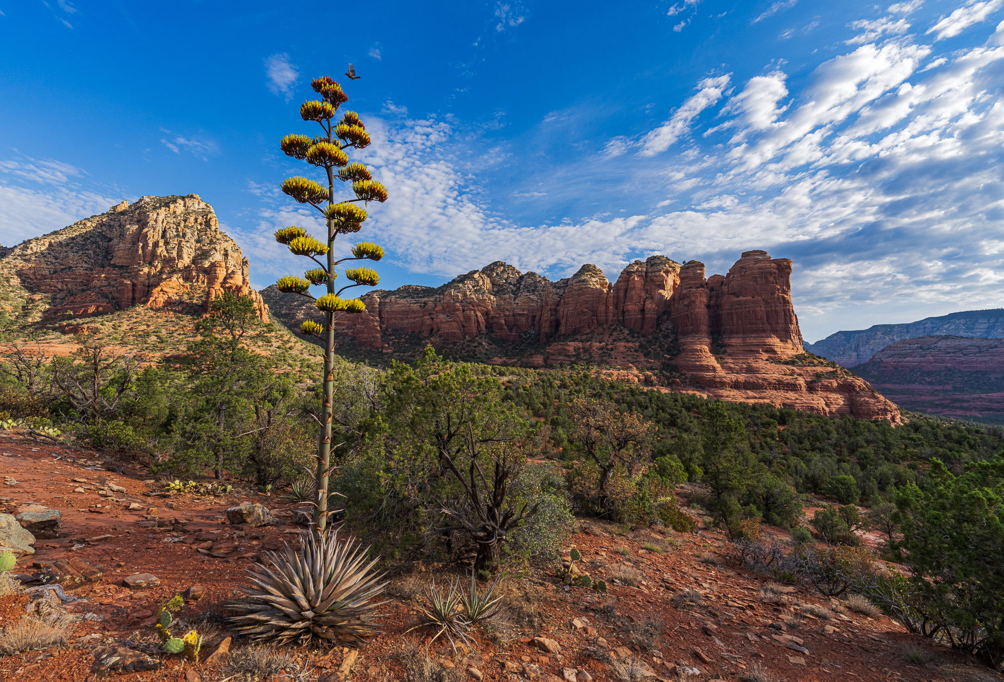 Agave Bloom & Coffeepot Rock – 2nd effort