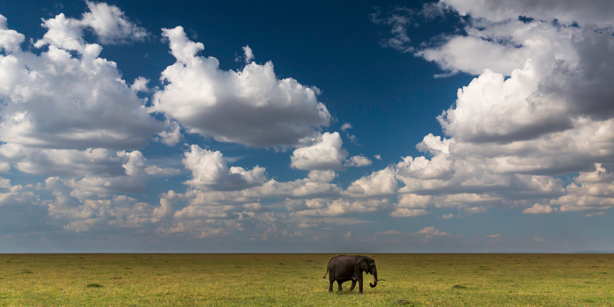 Lone Elephant