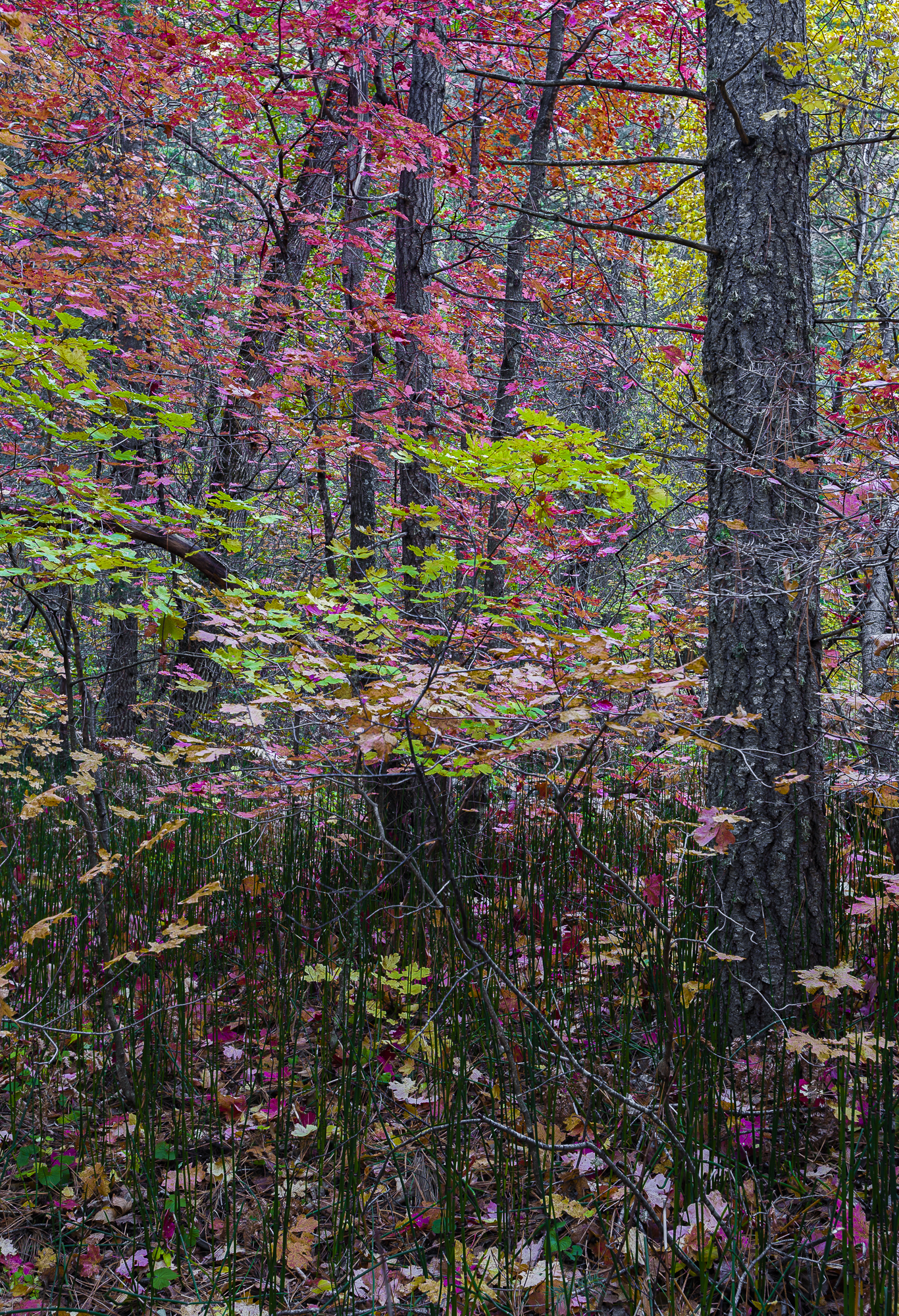 Horsetails & Maples in Westfork, final image