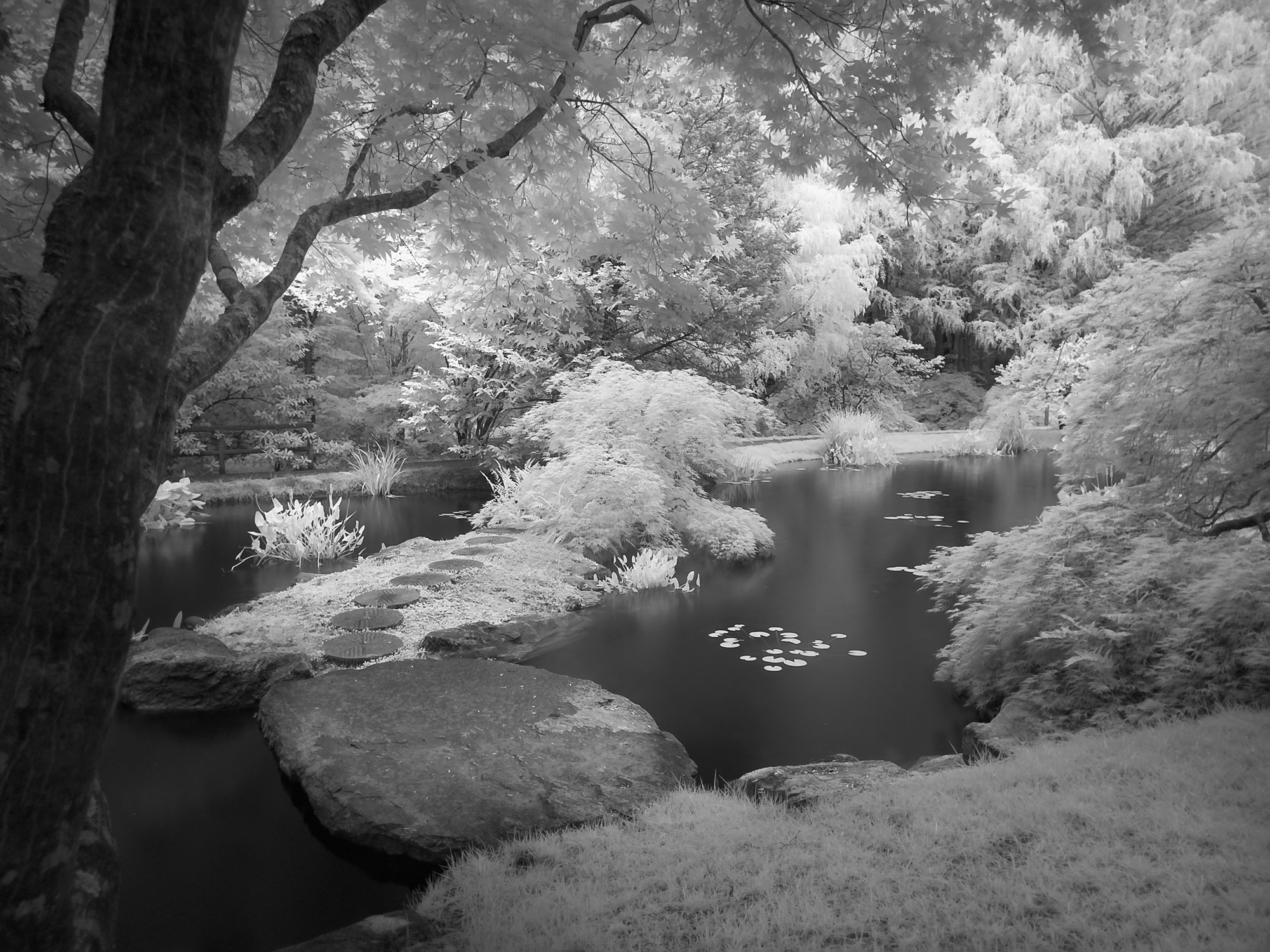 Created with the iPhone 12 Pro Max, Native Camera, ProRAW and Night Mode, processed in Lightroom for Mobile.