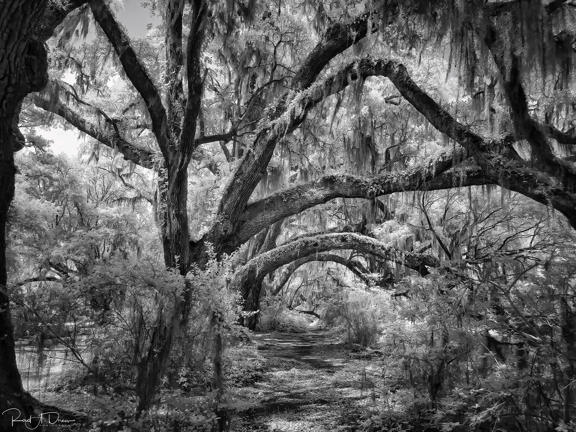 Created with the iPhone 12 Pro Max, Native Camera, ProRAW and Night Mode, processed on the desktop in Luminar 4 with plugins Topaz DeNoise AI, Sharpen AI, and Nik Silver Efex Pro 2