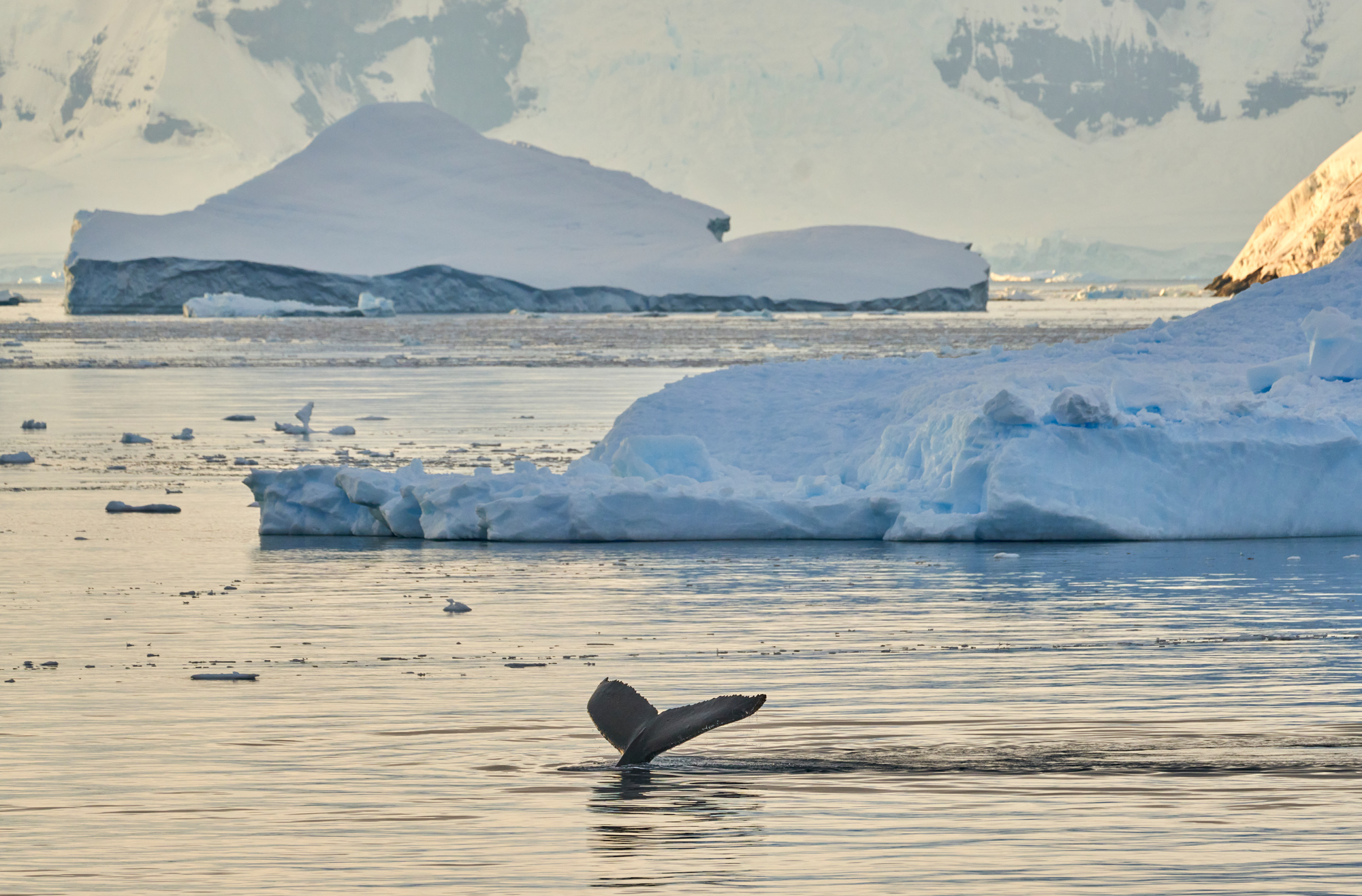Whale Tail and Icebergs