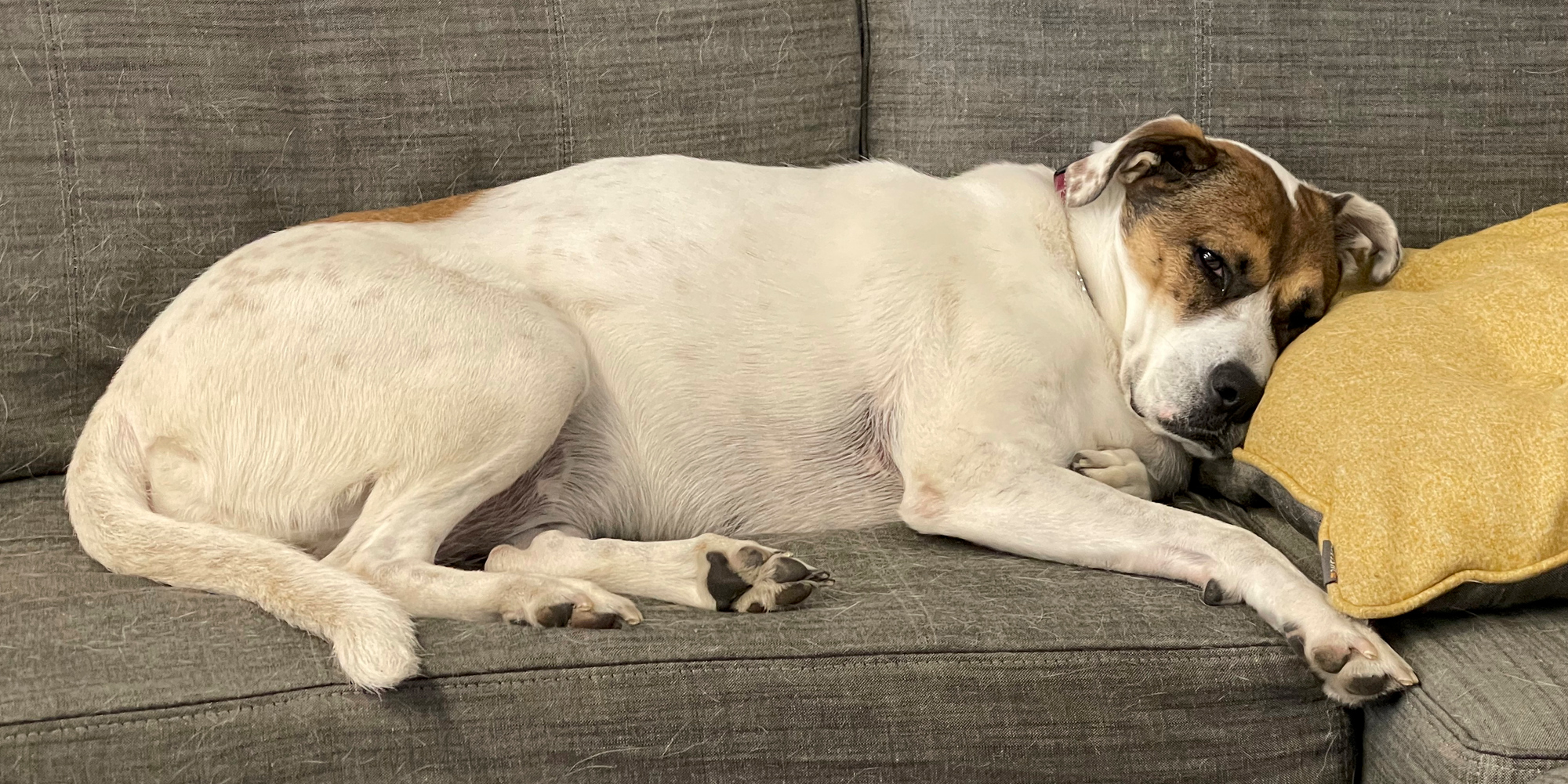 I am lucky I have my dog Maggie who just loves to come to work with me.