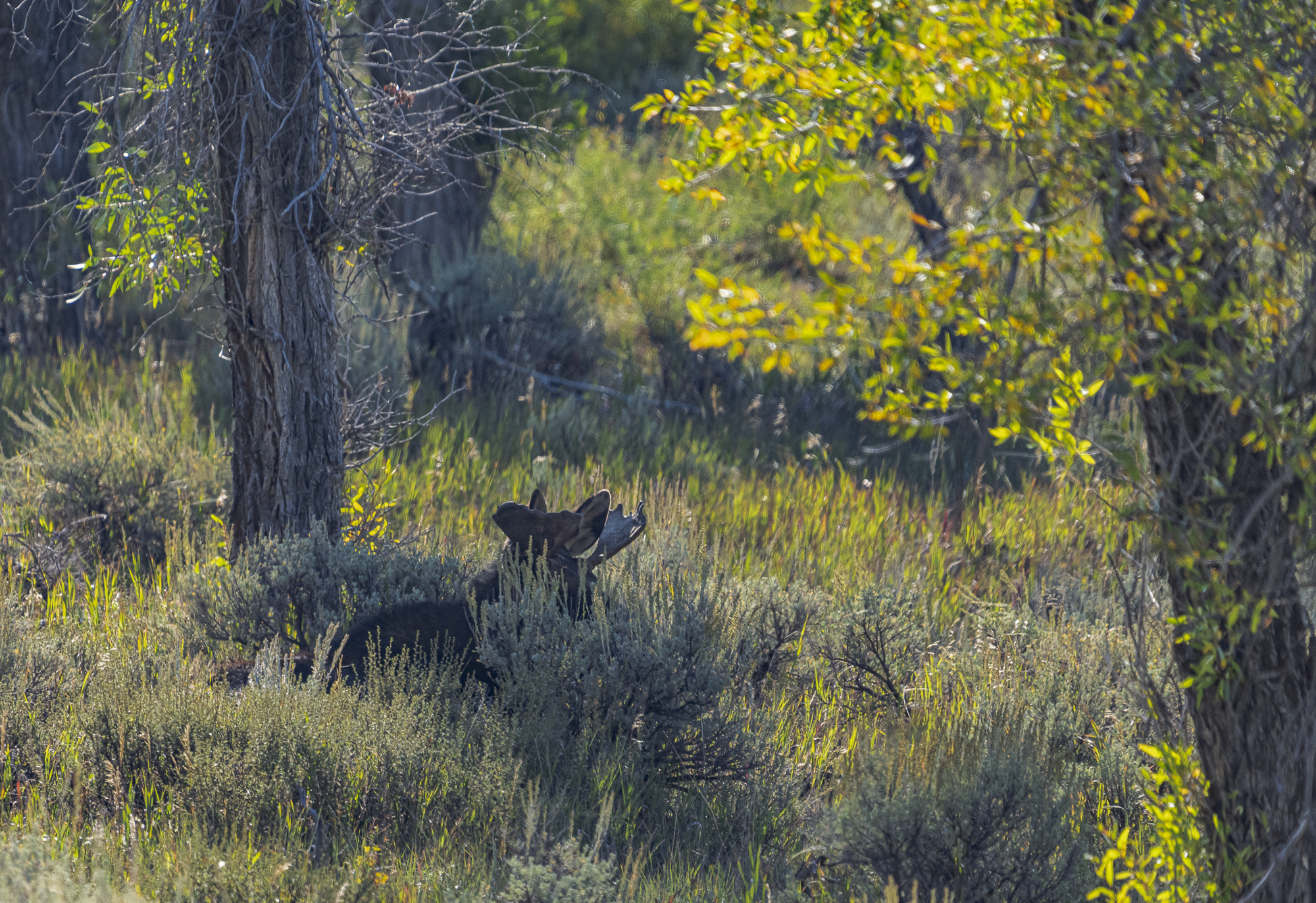 Bull Moose Napping, Teton NP