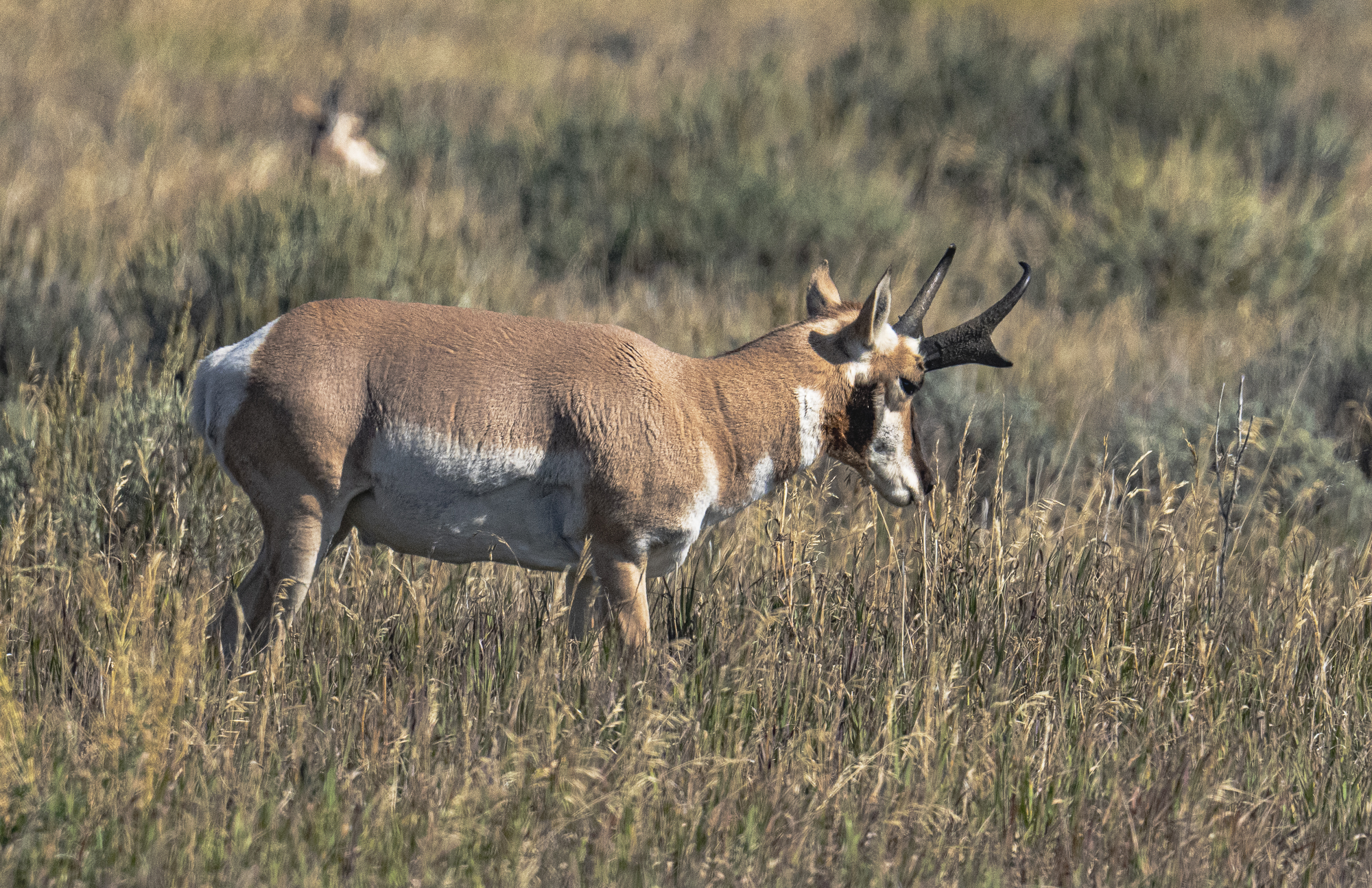 Male American Pronghorn