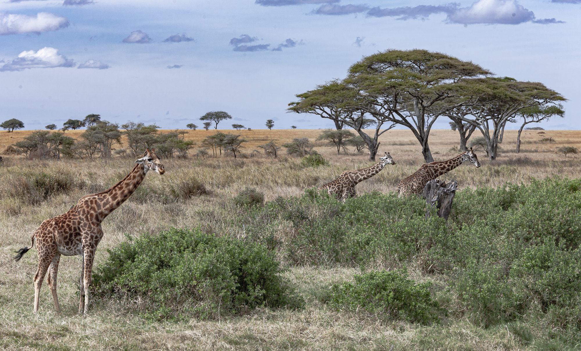 Giraffe, Tanzania, Africa 2008