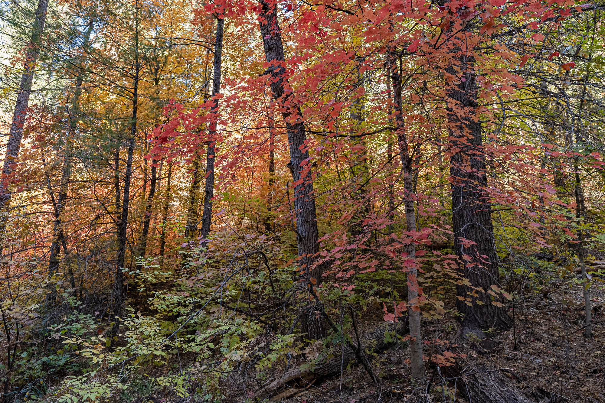 Color & Light along the West Fork of Oak Creek, Sedona, AZ