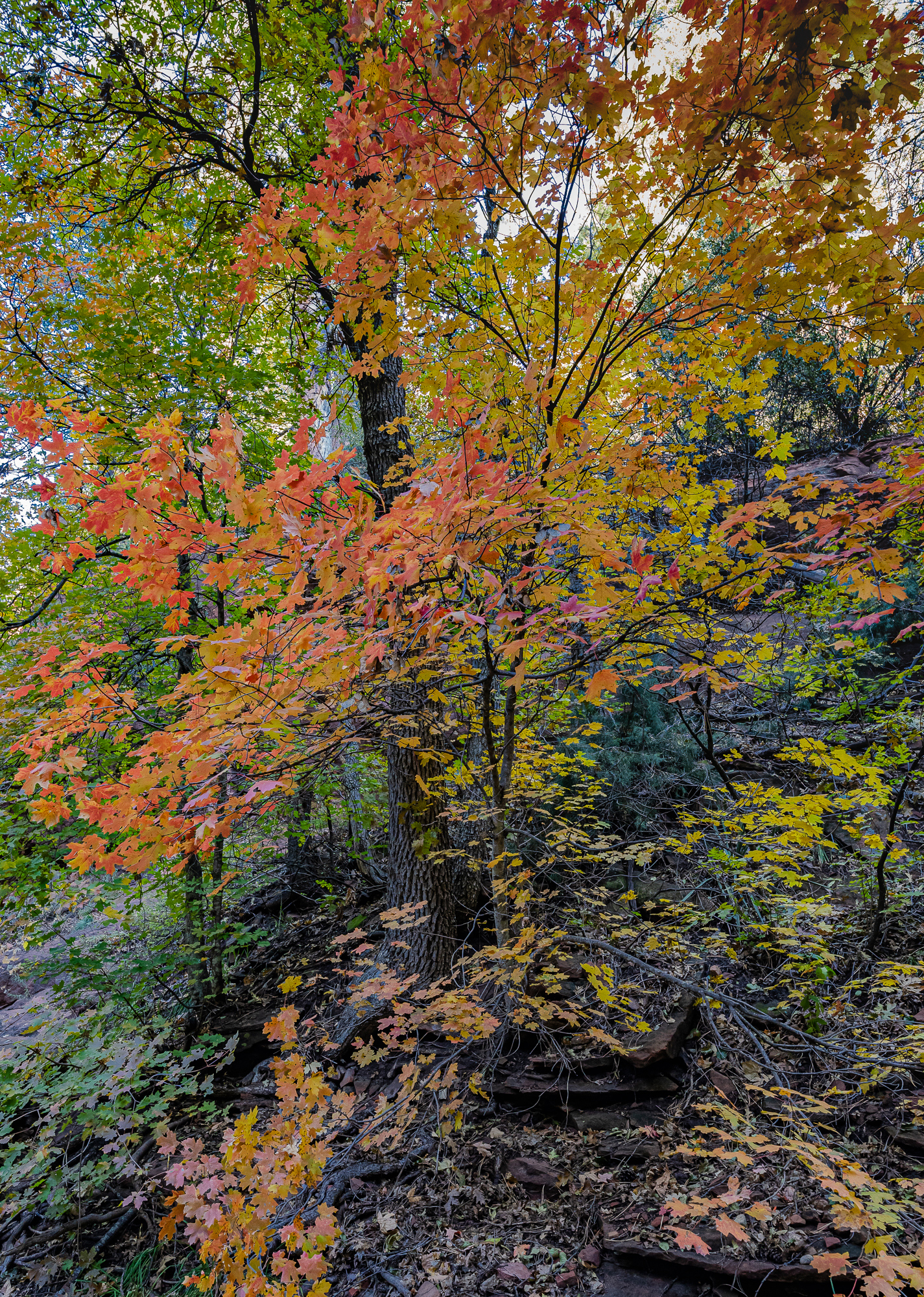 Brilliant Dogtooth Maple in Westfork, Sedona, AZ)