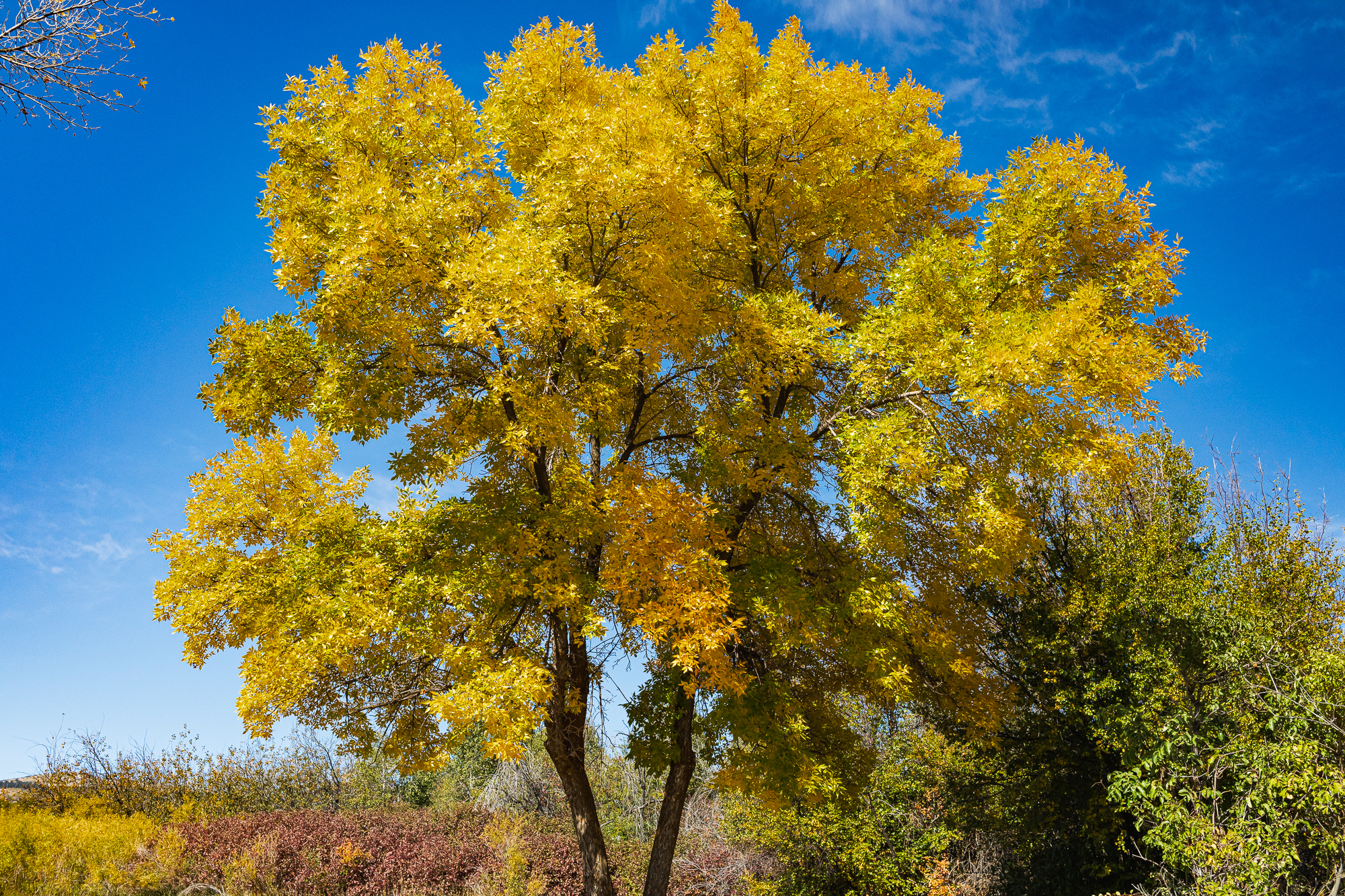 Peak color, Interstate 15 rest area, Idaho