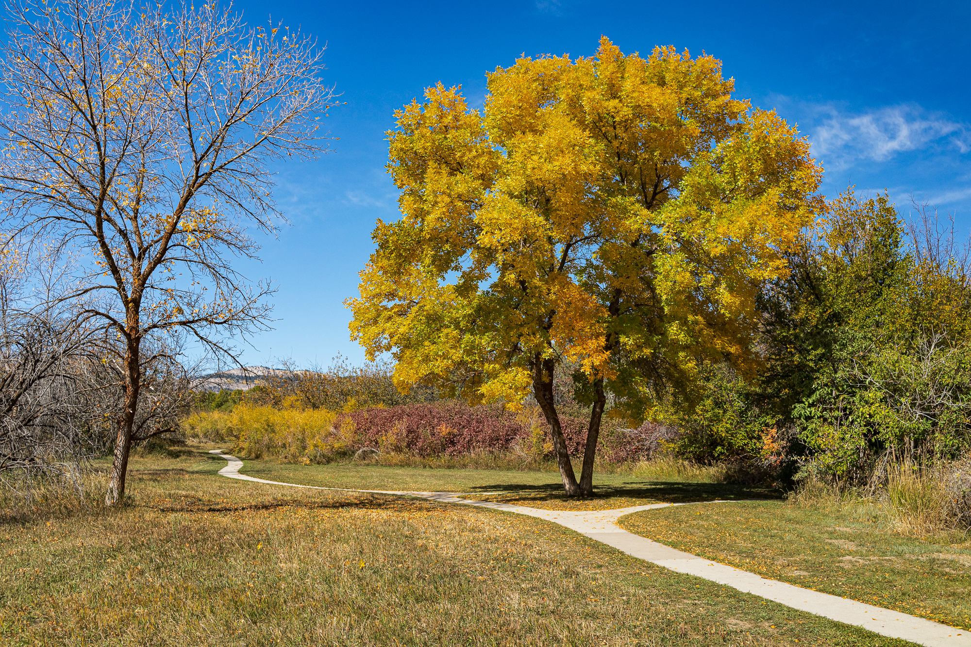 Yellow tree along a path to nowhere, Idaho
