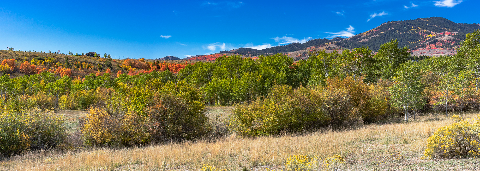Oaks & Maples make the hills come alive, Idaho