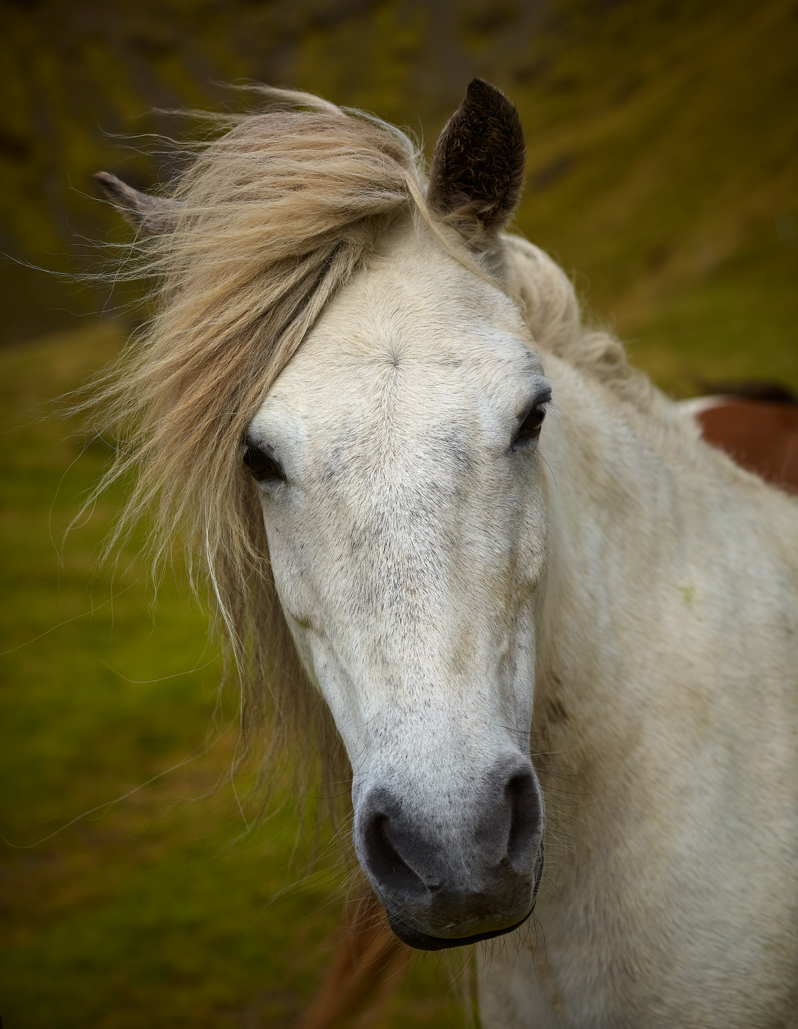 horse 3