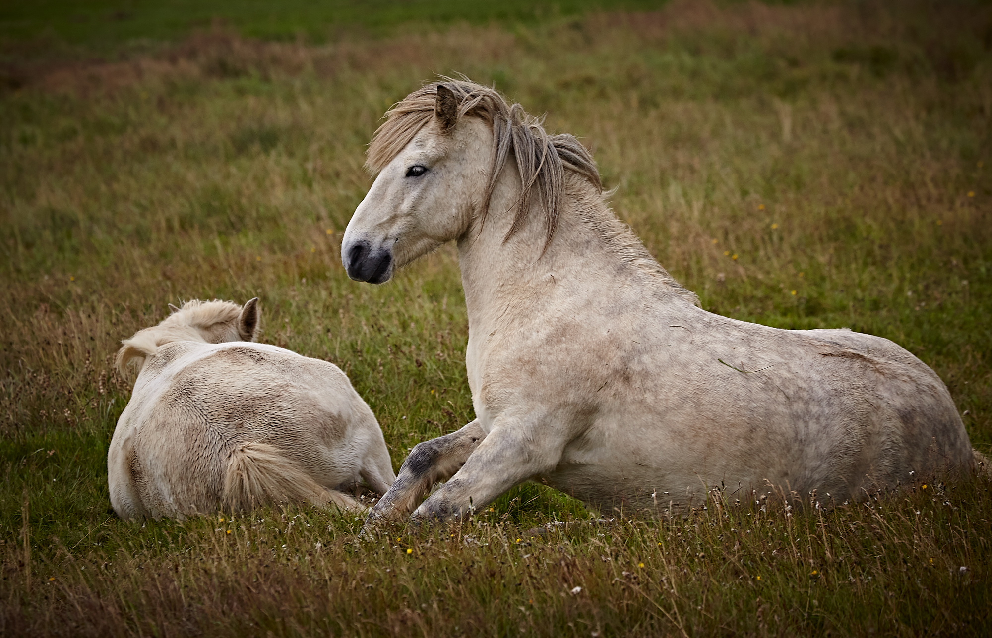 horse 1