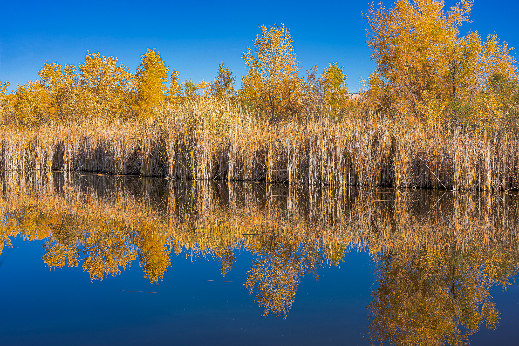 Sedona Wetlands, 2020; A7rM4, Voigt. 50mm APO, +.3 EV, ISO 400