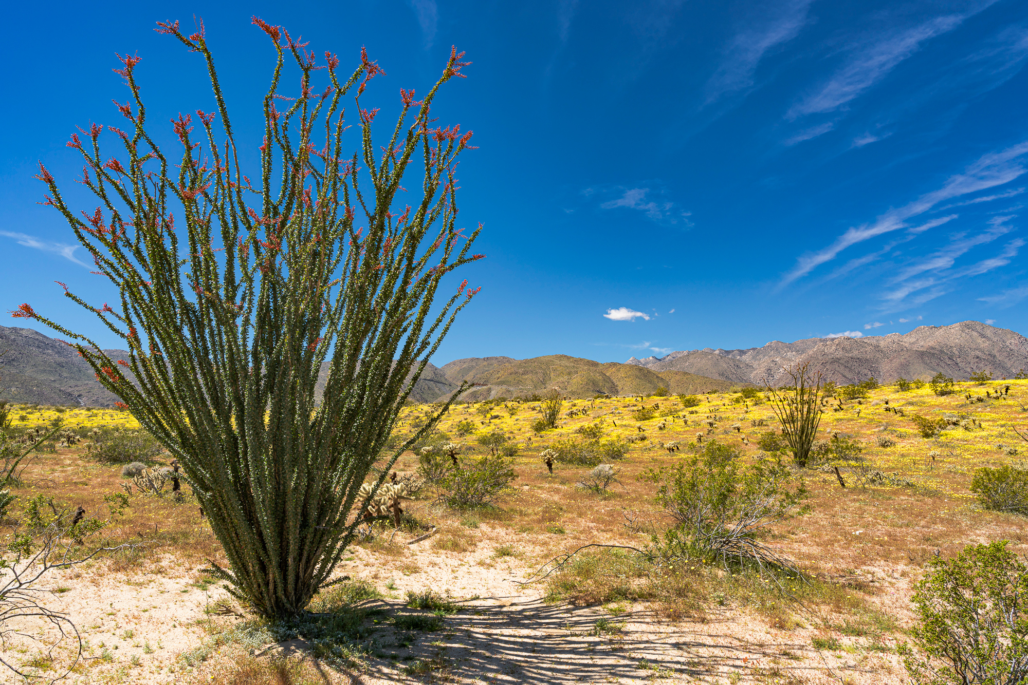 Borrego Springs, 2019; Sony A7rM3/24mm GM, +.7 EV, ISO 100