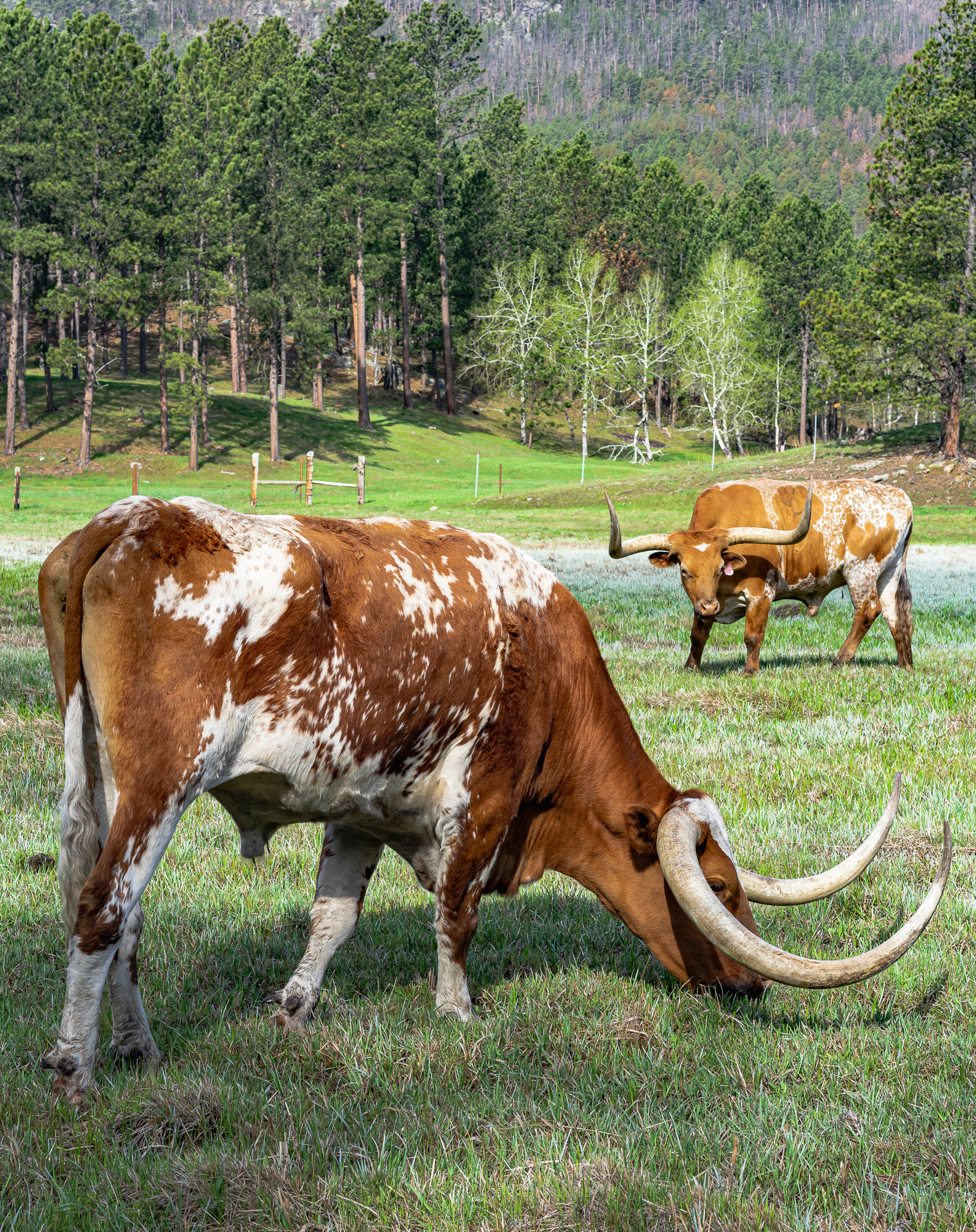 2 Longhorn Bulls, 2014; Sony A7r, Zeiss 55mm, +.3 EV, ISO 200