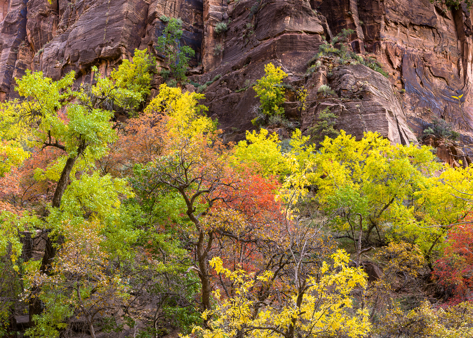 Zion NP, 2012; Pentax 645D, Pentax 55mm, +.7 EV, ISO 200