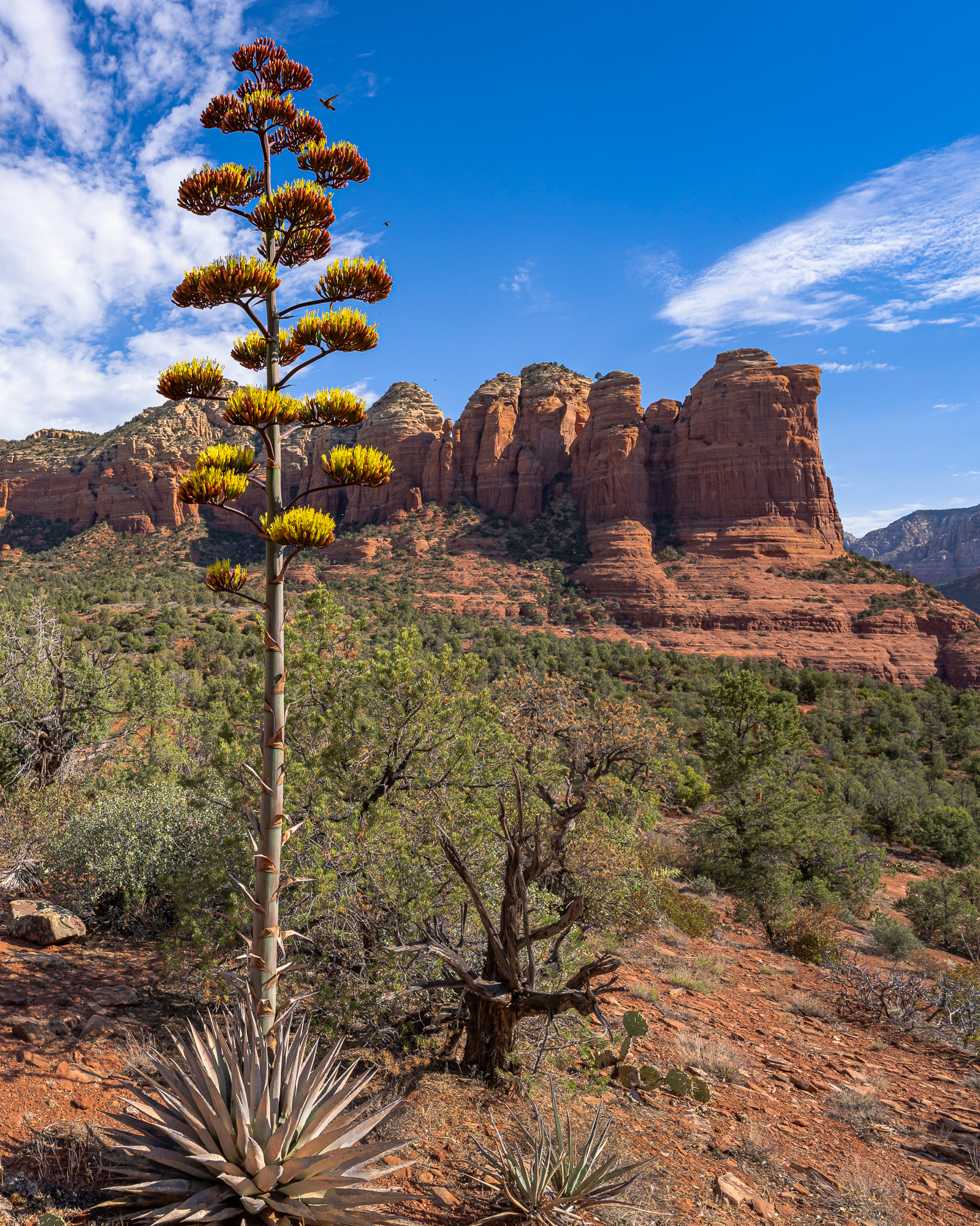Coffeepot Rock, 2021; Sony A1 & 14mm GM, +.7 EV, ISO 200