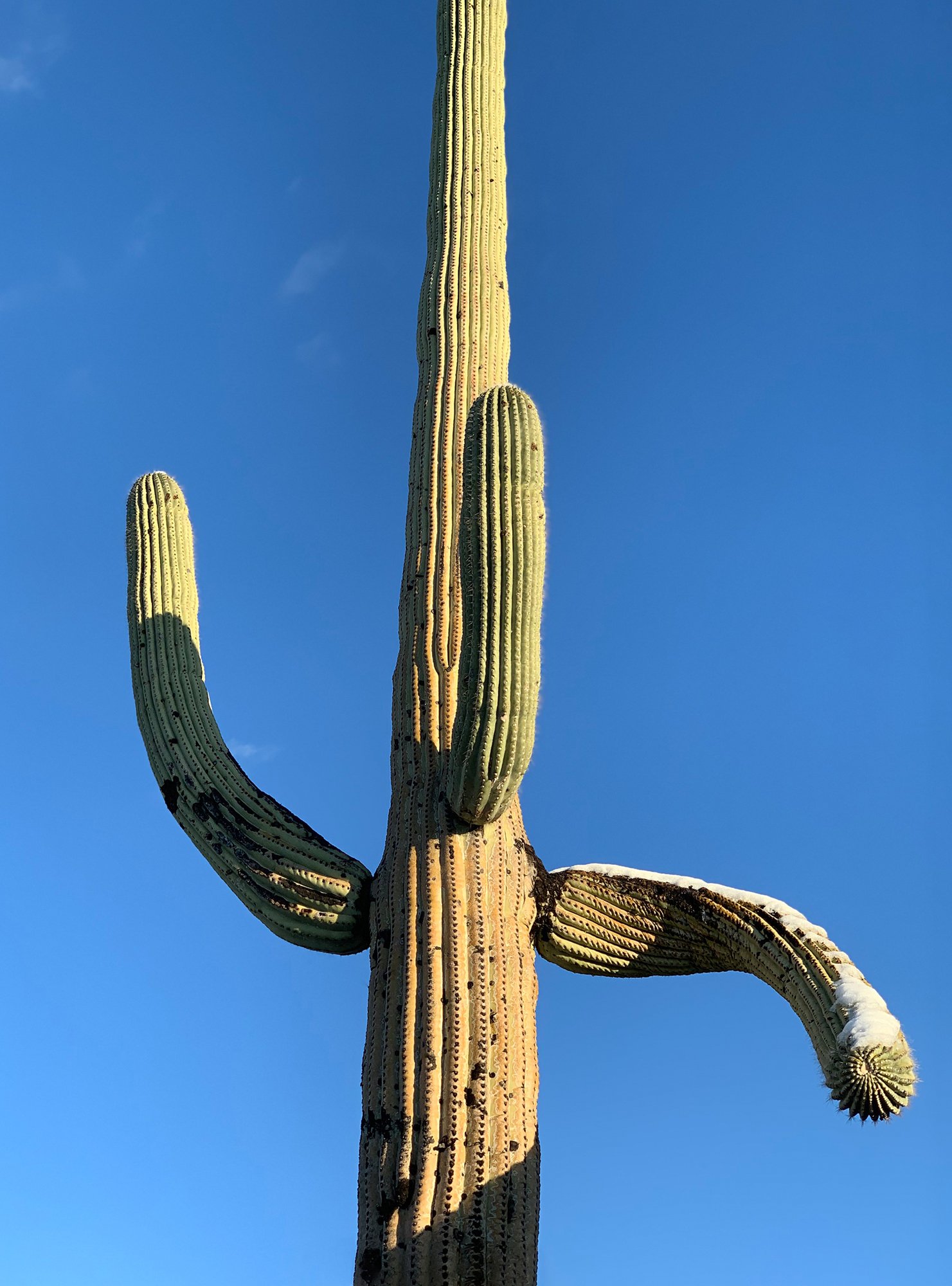 One of the many saguaro cactus shots captured on my iPhone. Notice the snow on the right arm? This was on the day after my birthday when the sun came out. Temps still in the 30’s though.
