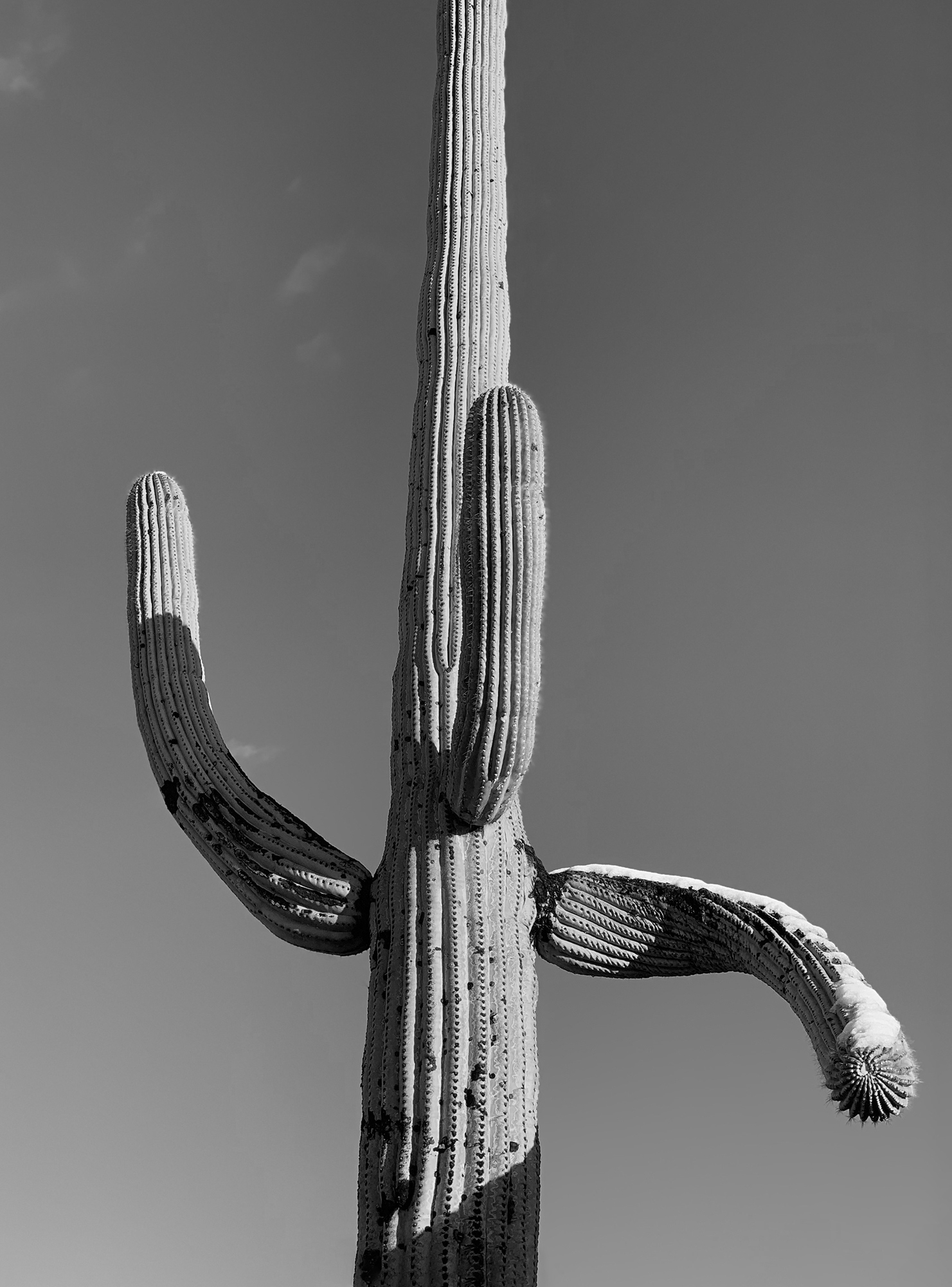 This image was a grey scale version of the file brought into the layer stack to allow adjusting the amount of blur and texture in the final assembly.