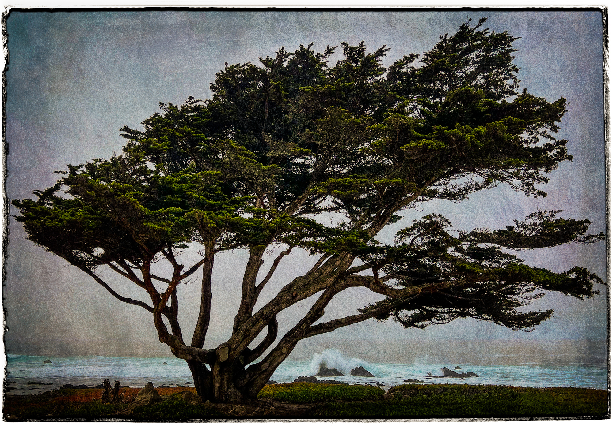 …my favorite tree shot the first day I arrived with the iPhone 13 Pro of course…