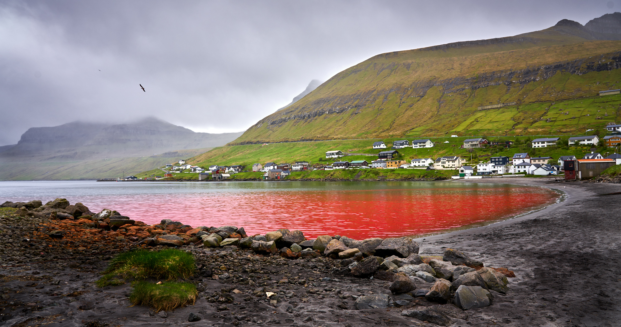 whale slaughter