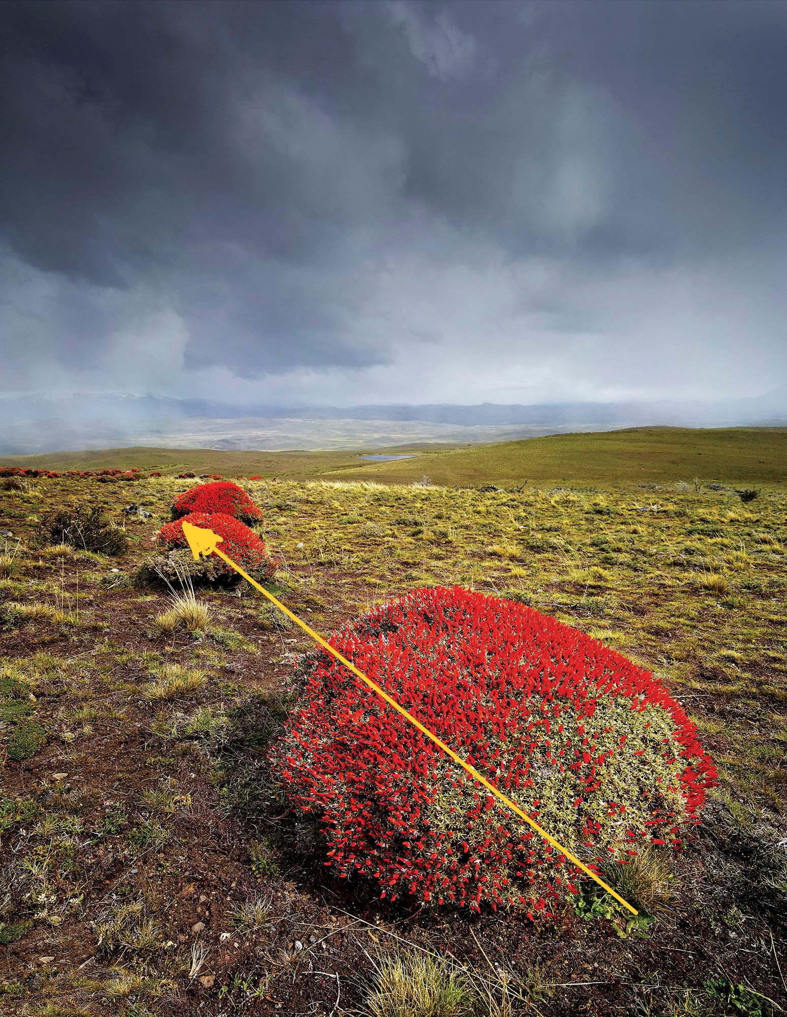 Some compositional lines are easy to see - it's just a matter of setting up your camera angel. There is an implied compositional line between the two red plants.