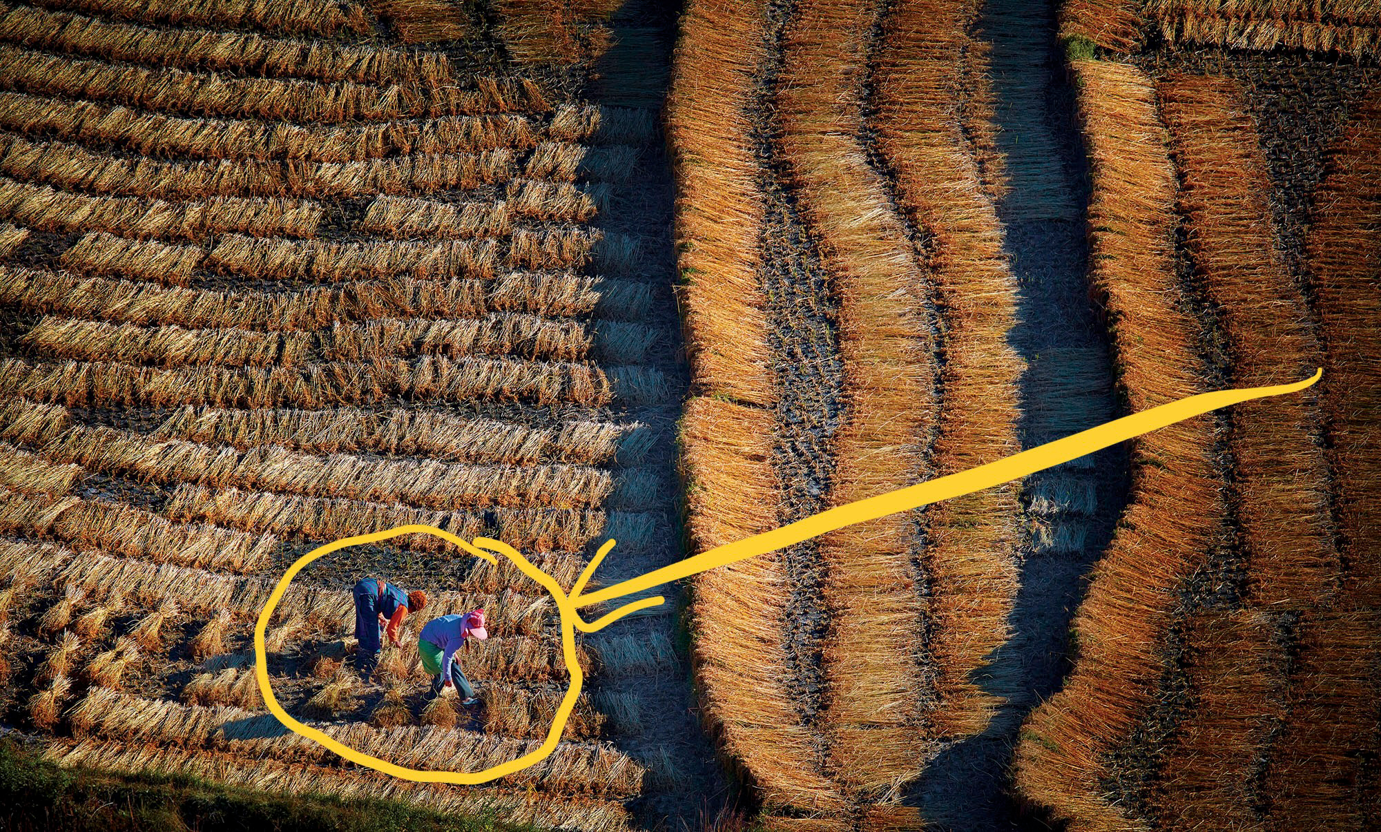 In this image, the patterns extend to the edges of the frame, suggesting they go on to infinity. The patterns are contrasted with different angles on the left to the right, and the two workers provide a 'break' in the patter to provide extra interest. They are also colourful, compared to the monochromatic crops.