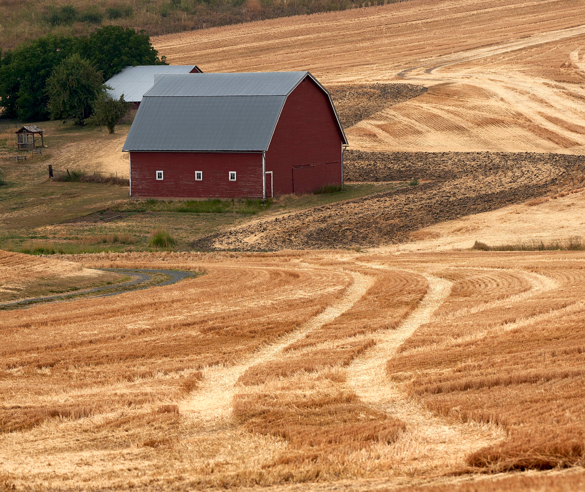 THis is the farm of another friend who grows garlic