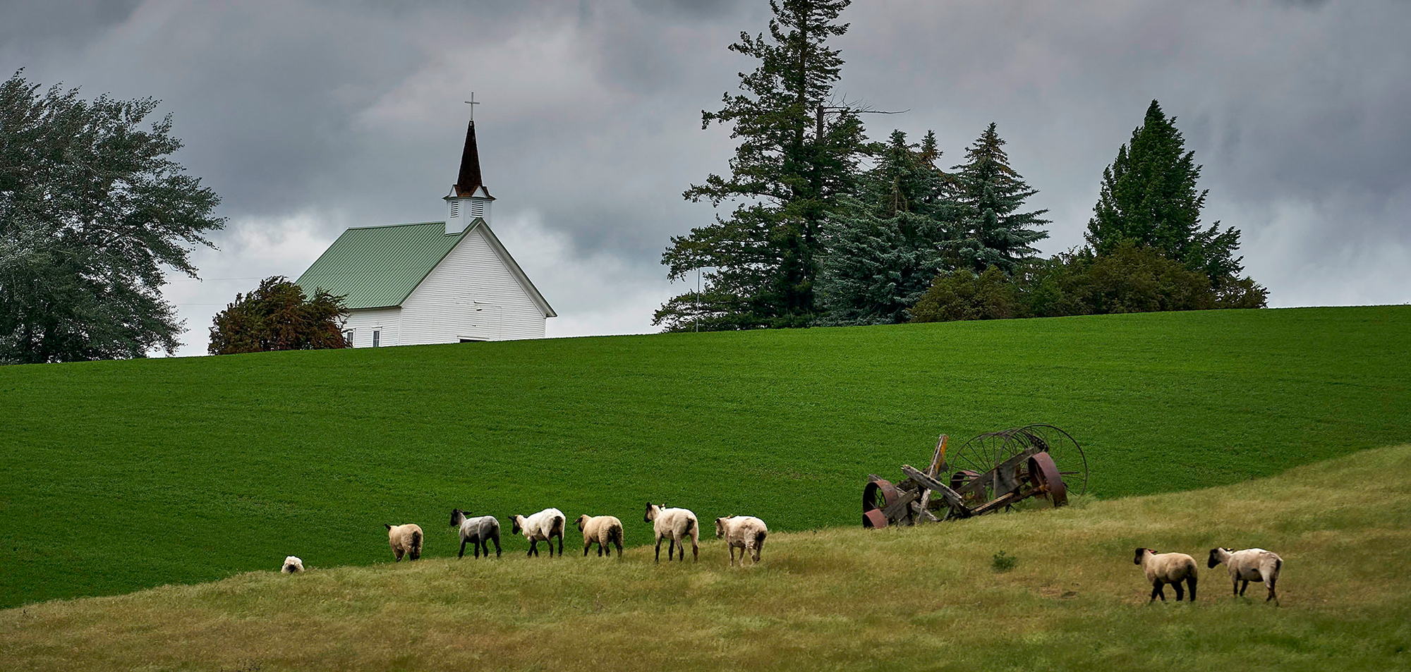 The lambs going to church