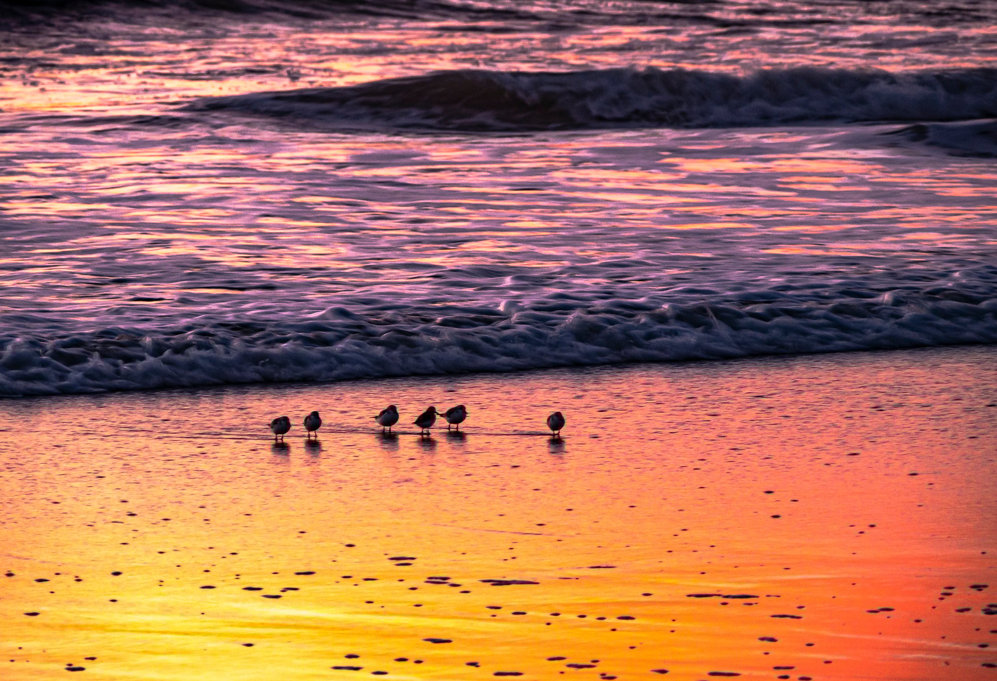 “Shorebirds at Day’s End”, 2011, Solana Beach, CA