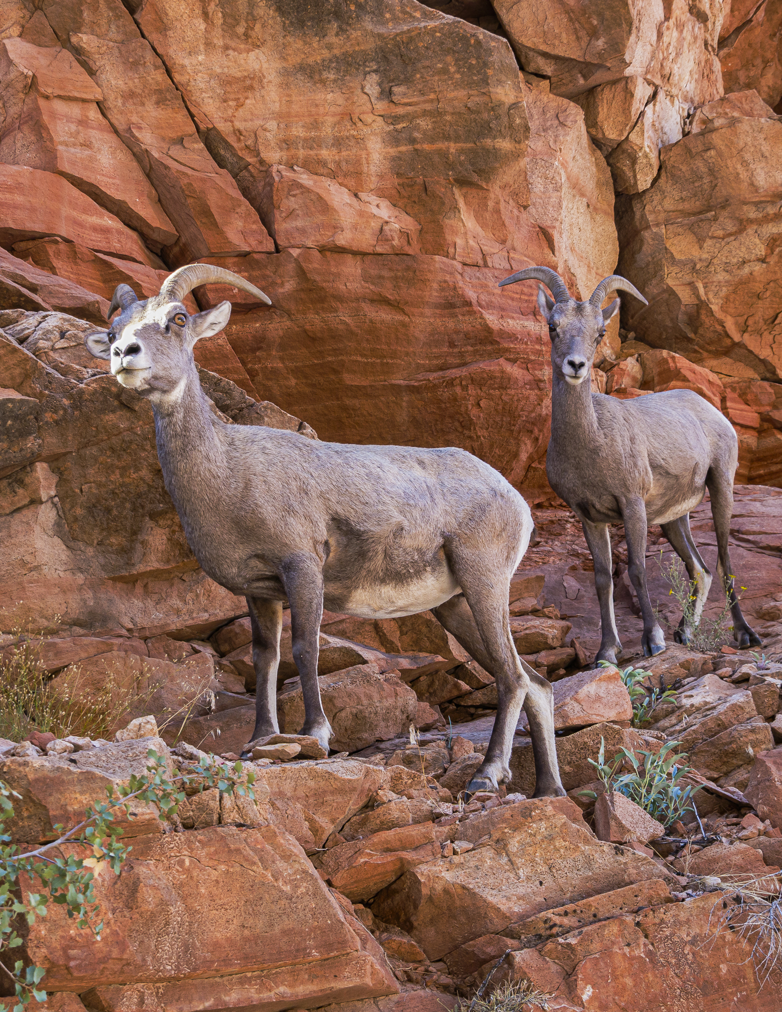 “Desert Bighorn Sheep”, 2011, Zion Plateau, UT