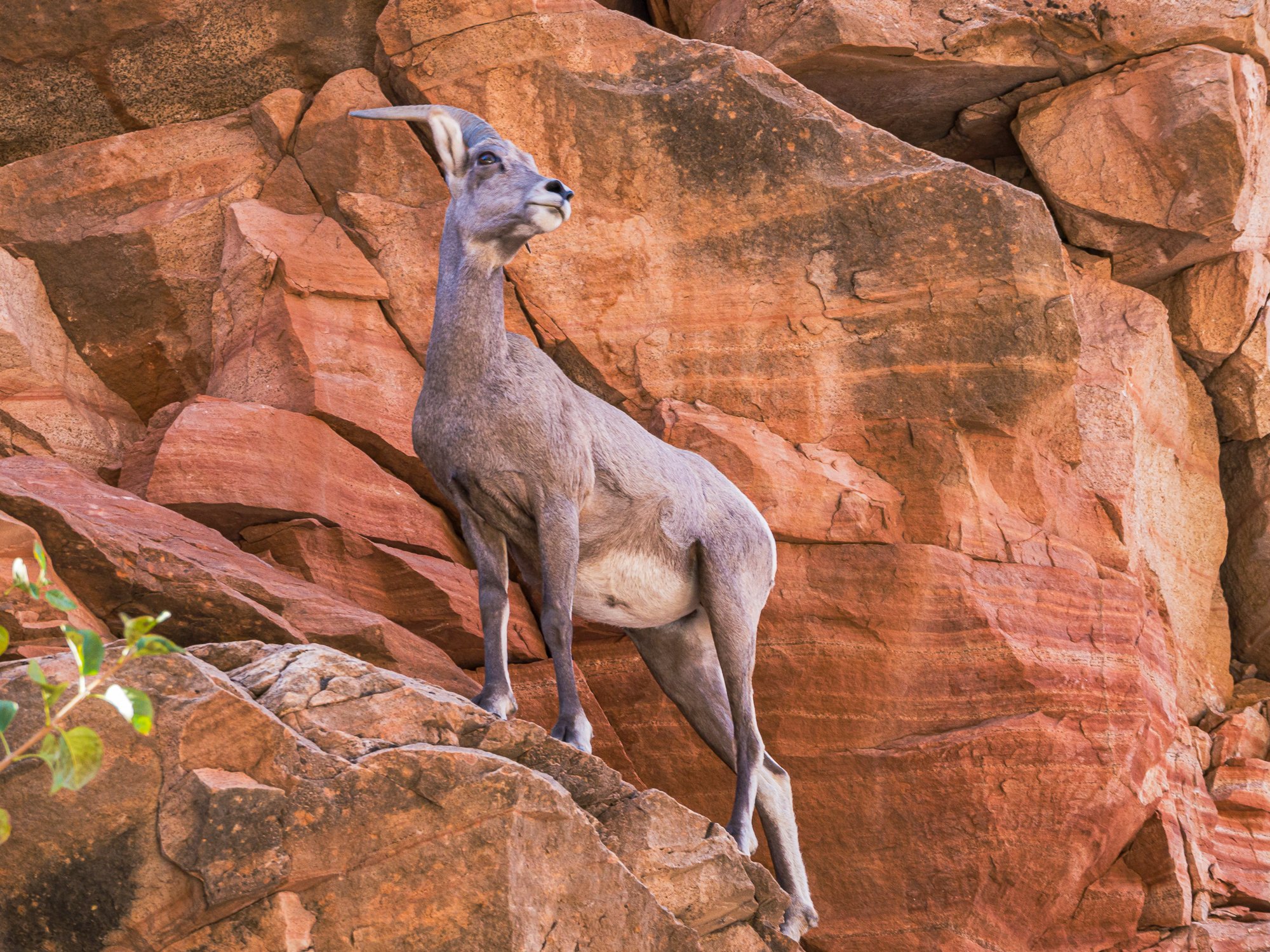“Striking a Pose”, 2011, Zion Plateau, UT