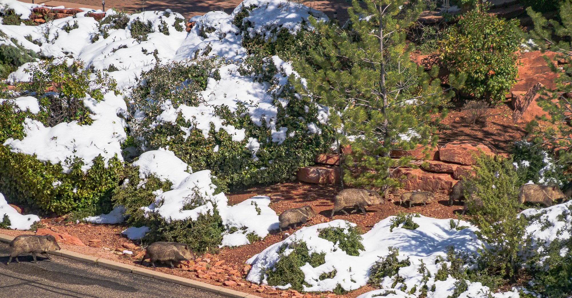 “Parade of Javelina”, 2012, Sedona, AZ