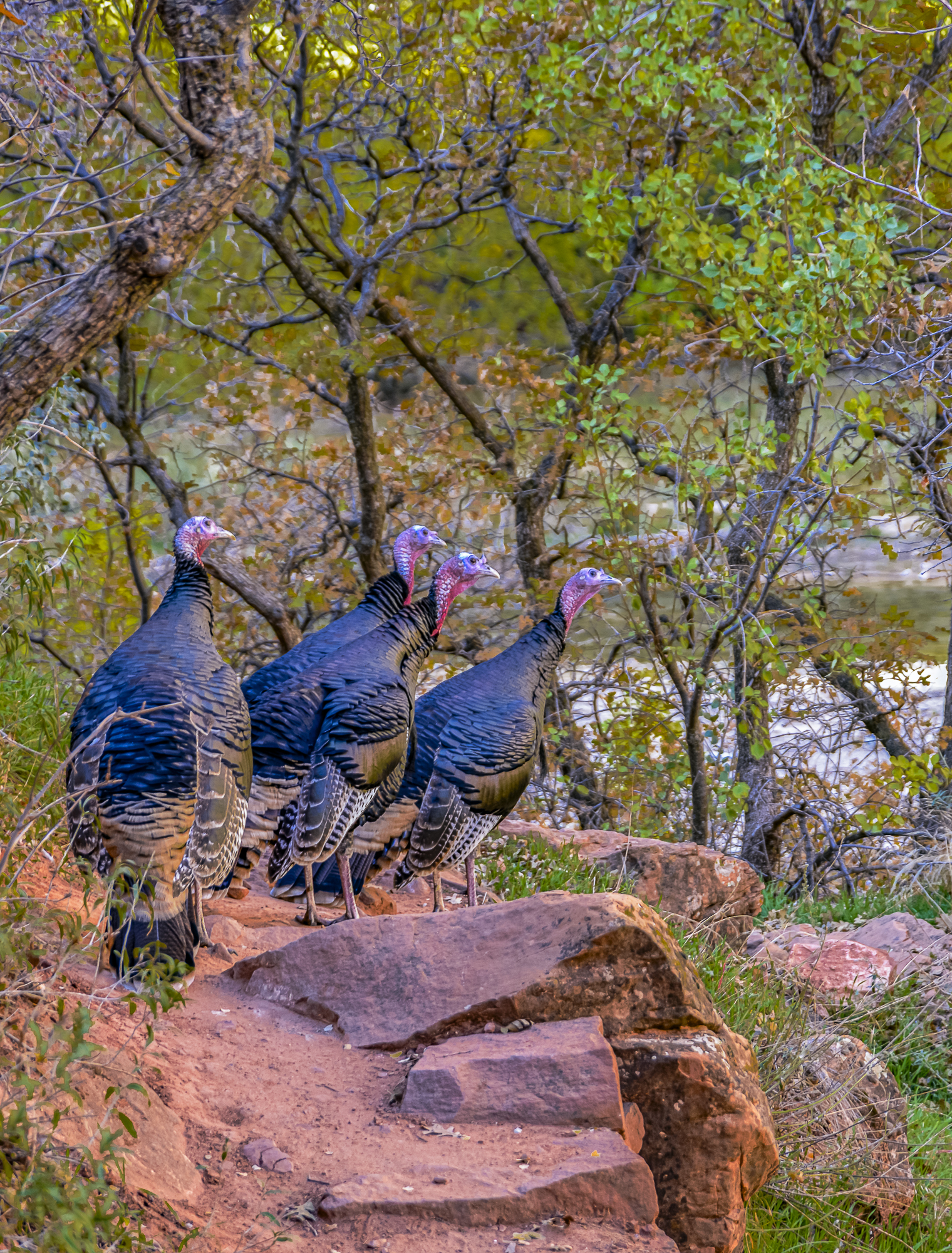 “Wild Tom Turkey’s”, 2012, Zion NP, UT