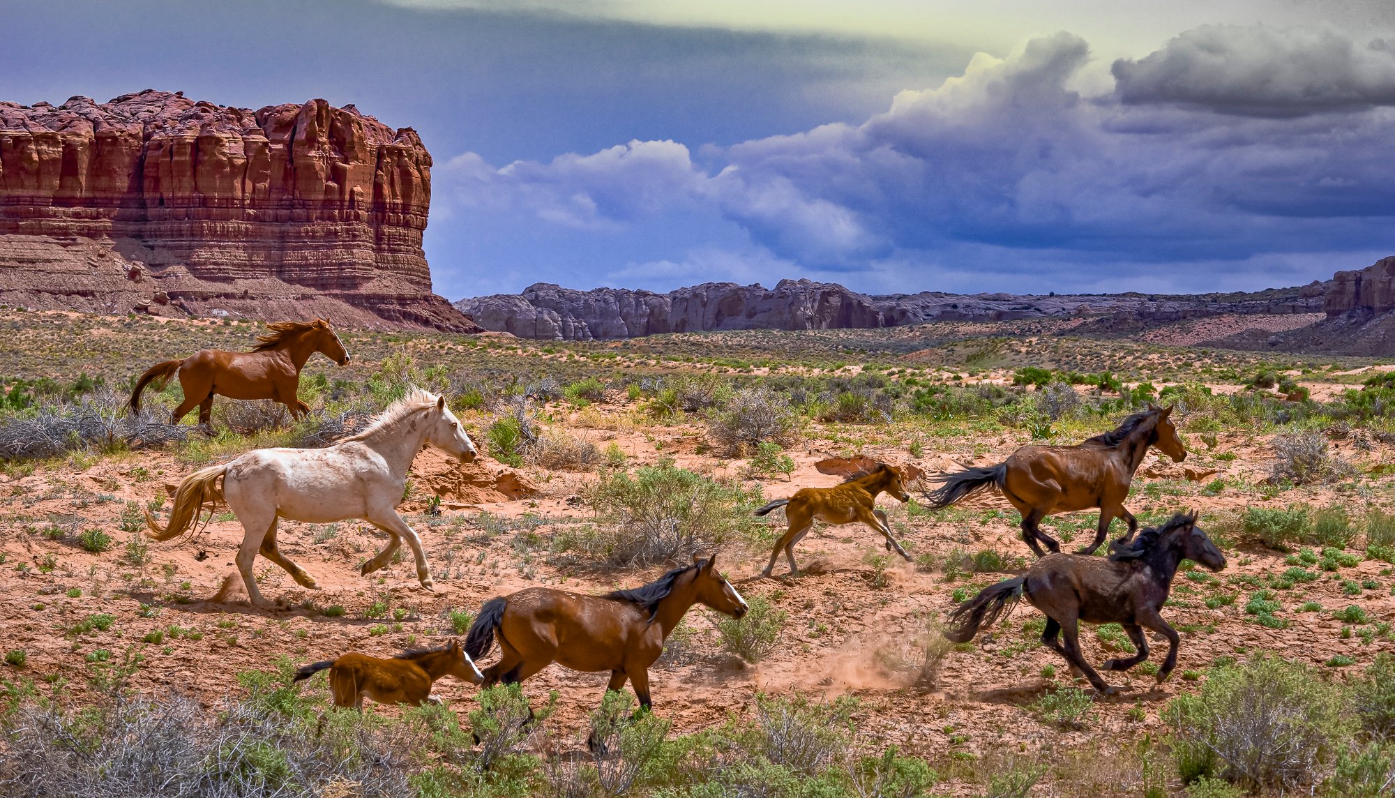 “Running Wild”, 2008, Horses & foals running near Bluff, UT