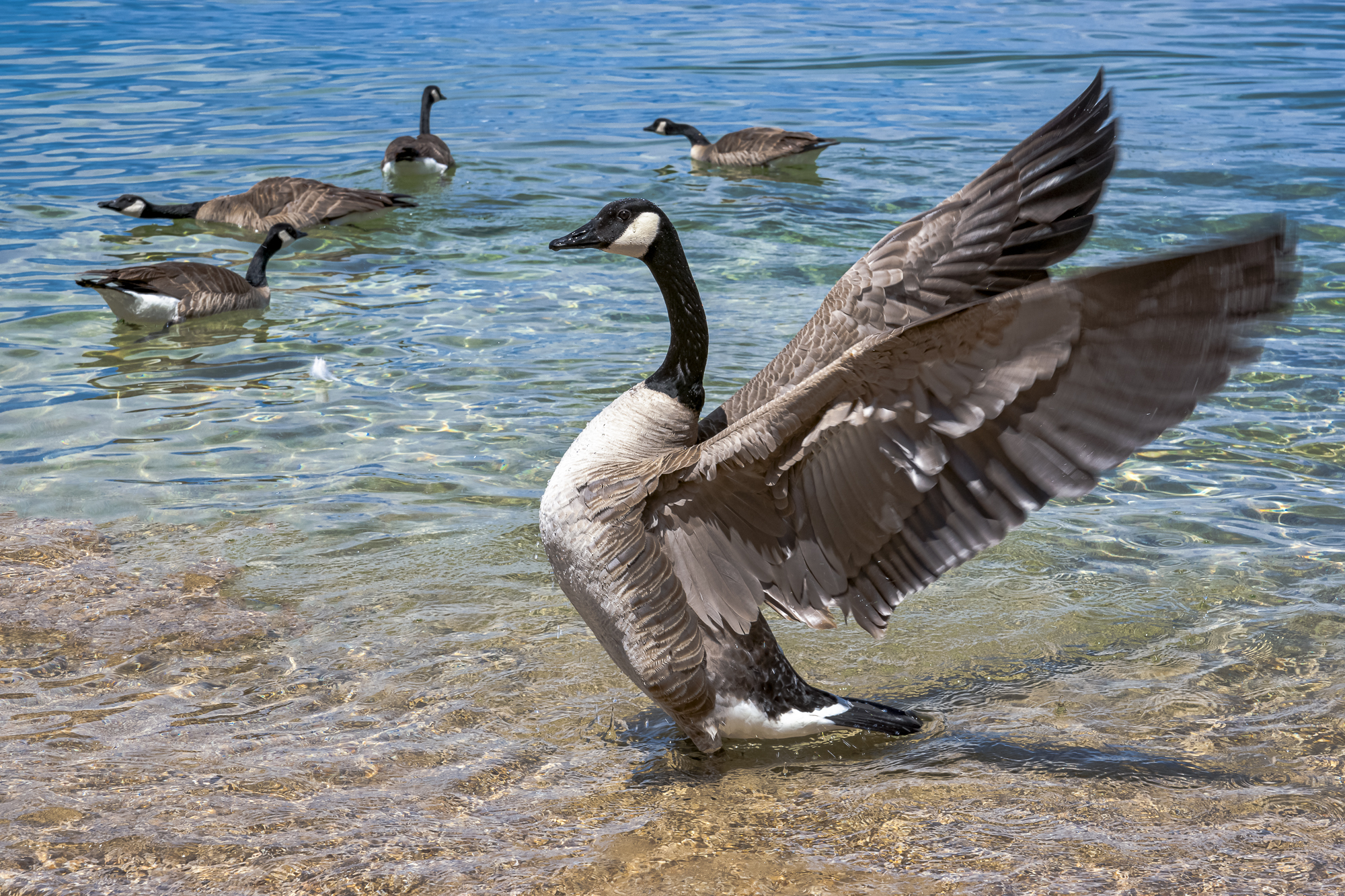 “Canada Geese”, 2010, Lake Tahoe, CA