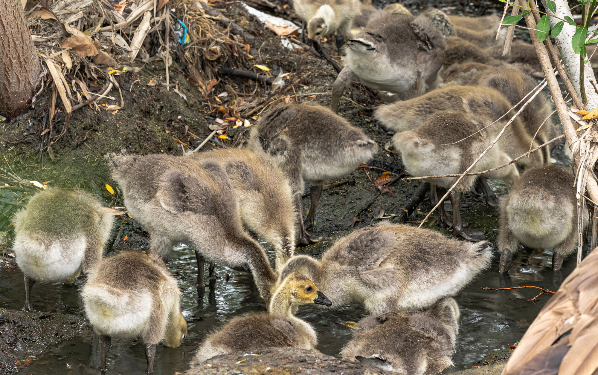 “No way I’ll drink this water”, 2022, Laguna Niguel Regional Park