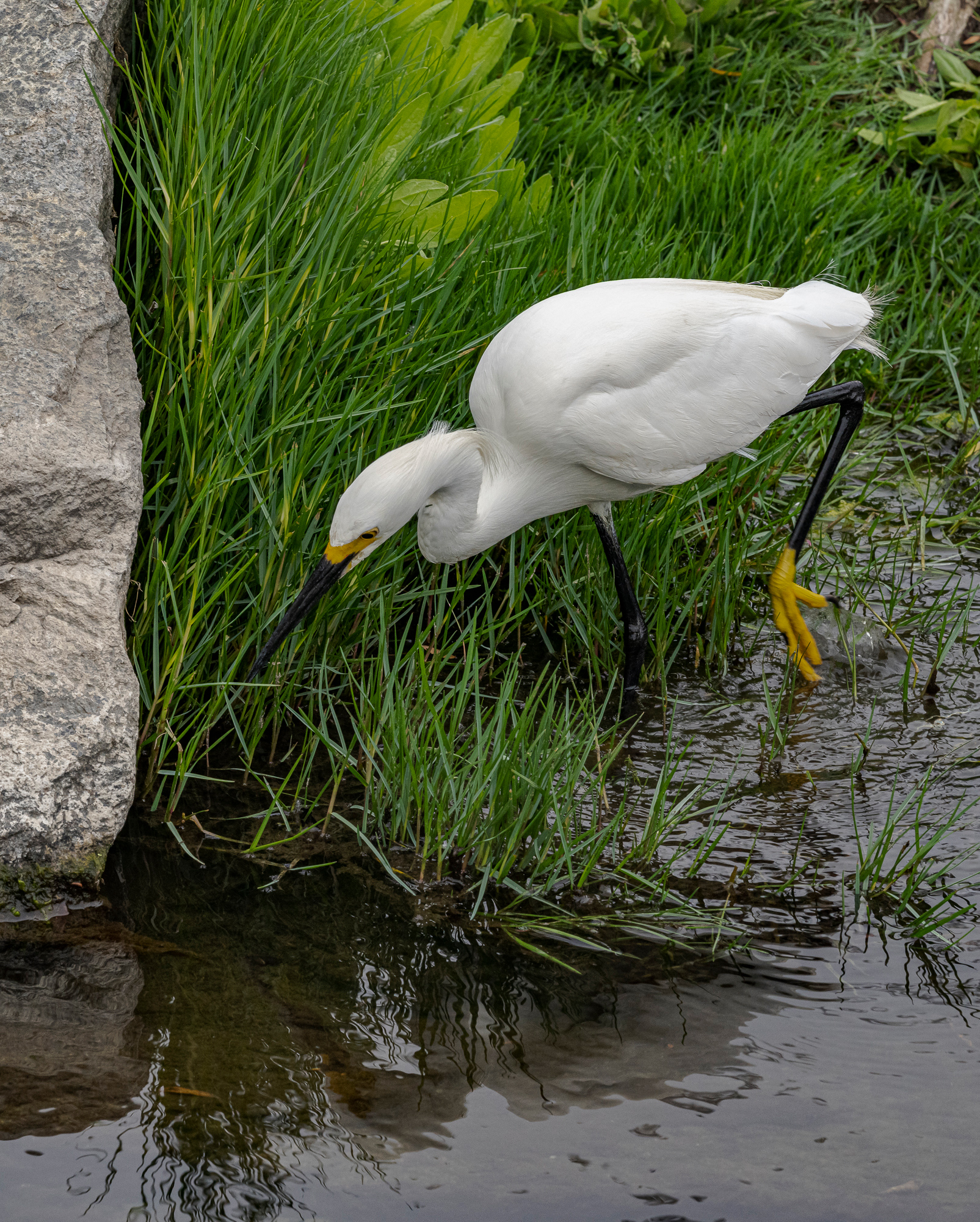 “Egret on the Hunt #2”, 2022, Laguna Niguel Regional Park