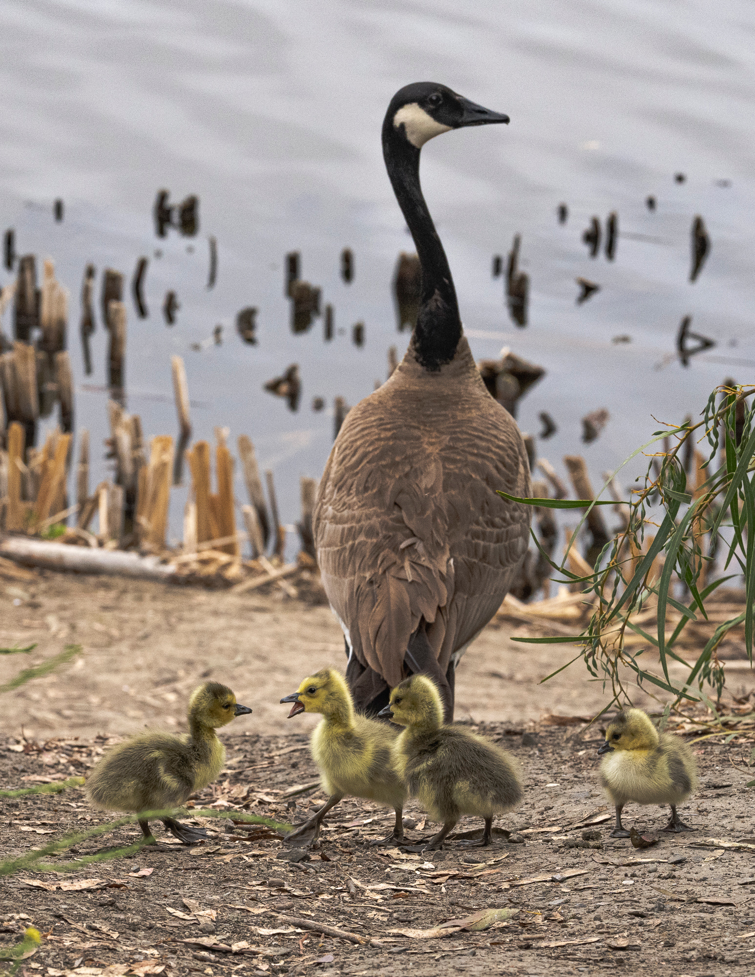 “Gosling Bullies #1”, 2022, Laguna Niguel Regional Park