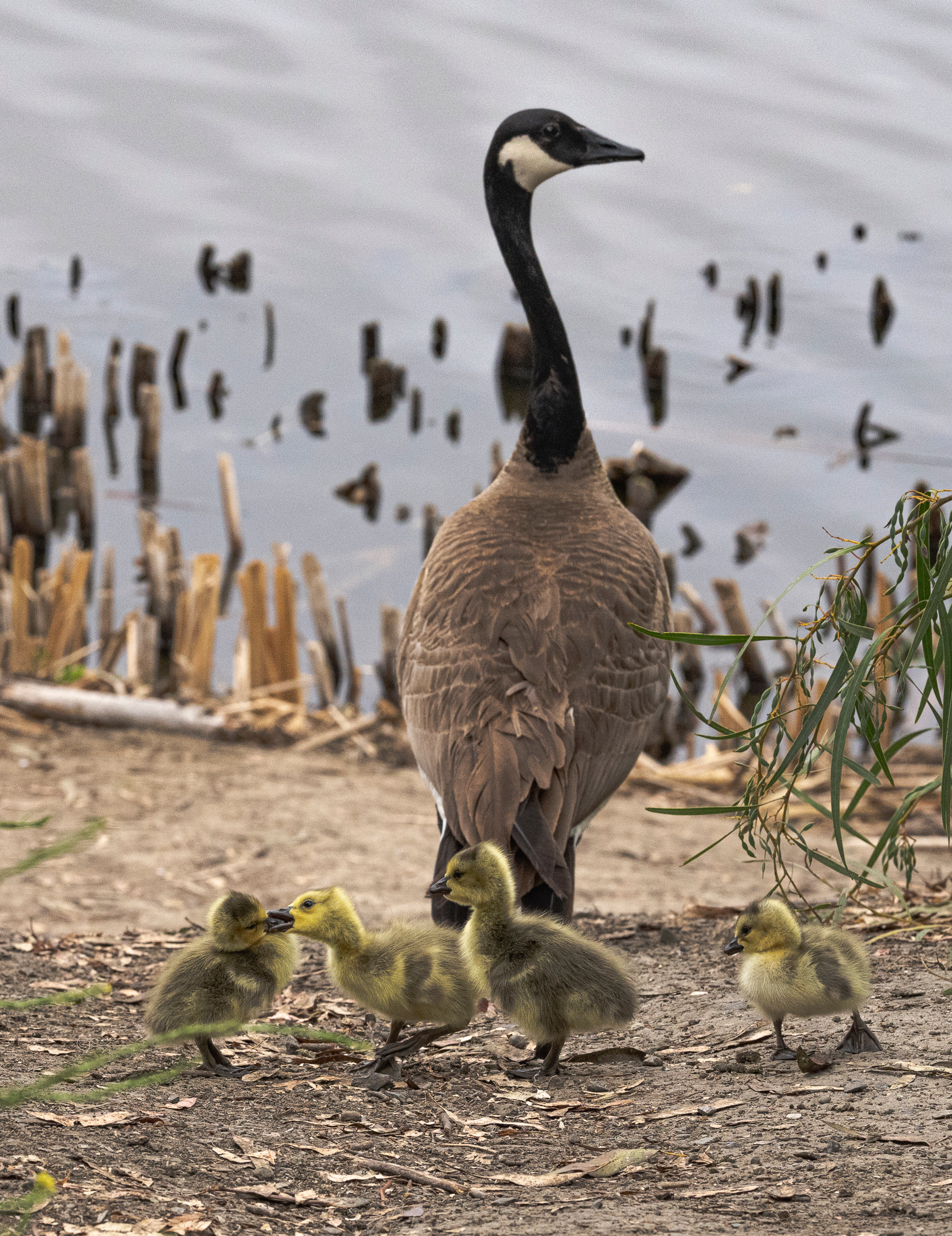 “Gosling Bullies #2”, 2022, Laguna Niguel Regional Park