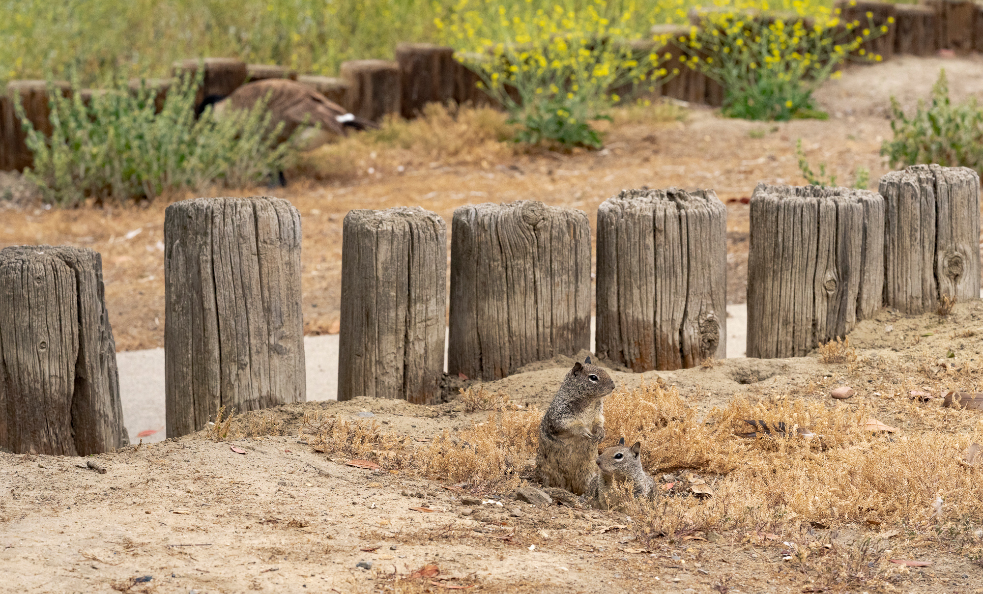 “Spring”, 2022, Laguna Niguel Regional Park
