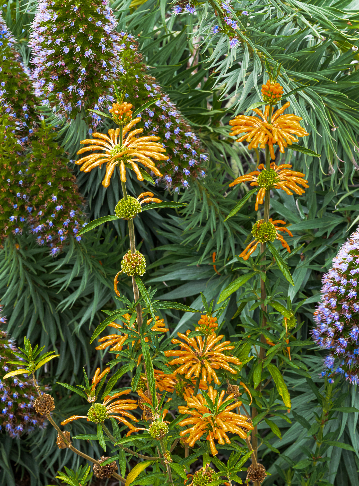 “Jerusalem Sage”, 2021, Montage Hotel Grounds, Laguna Beach