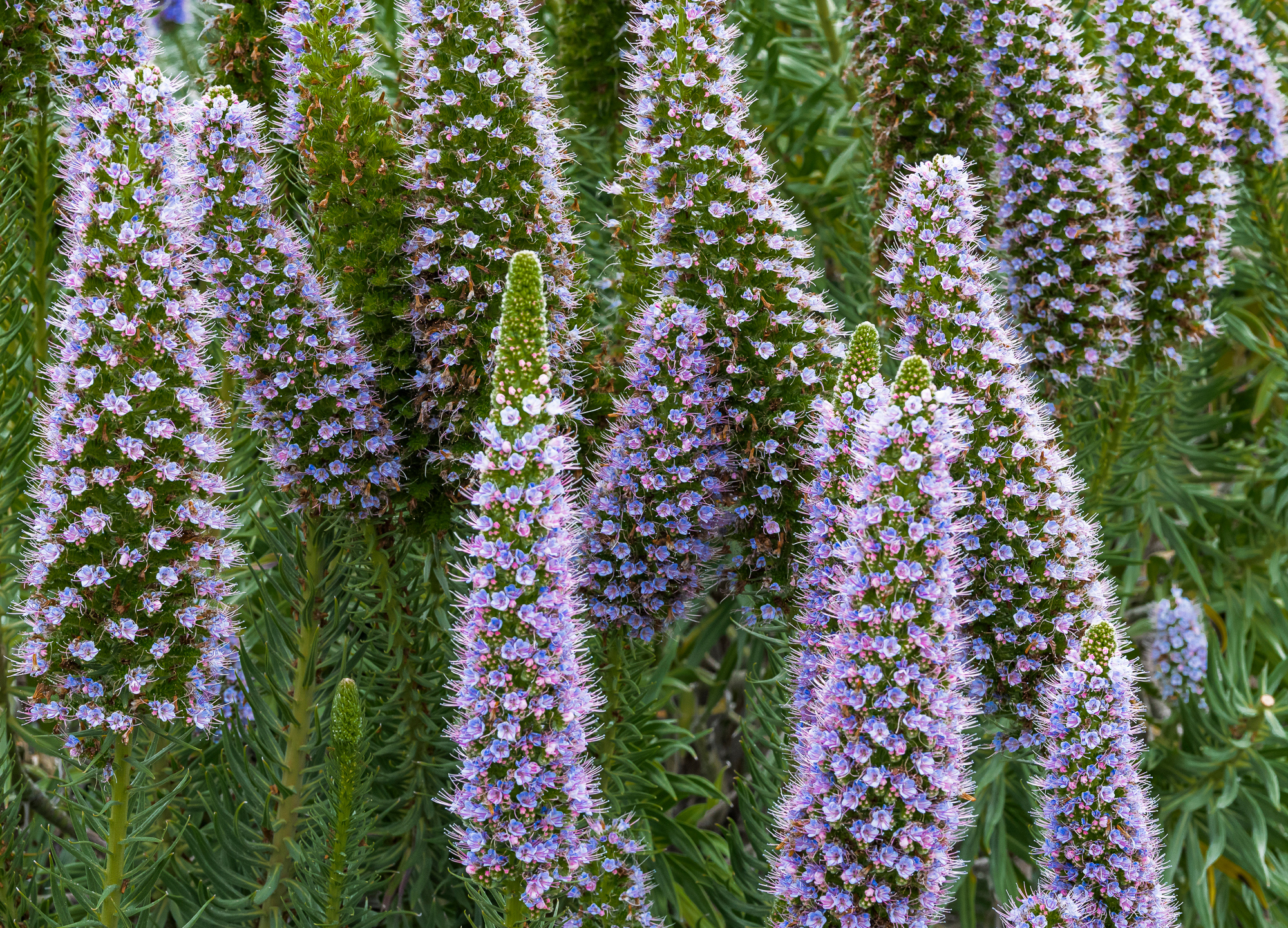 “Pride of Madera”, 2021, Montage Hotel Grounds, Laguna Beach