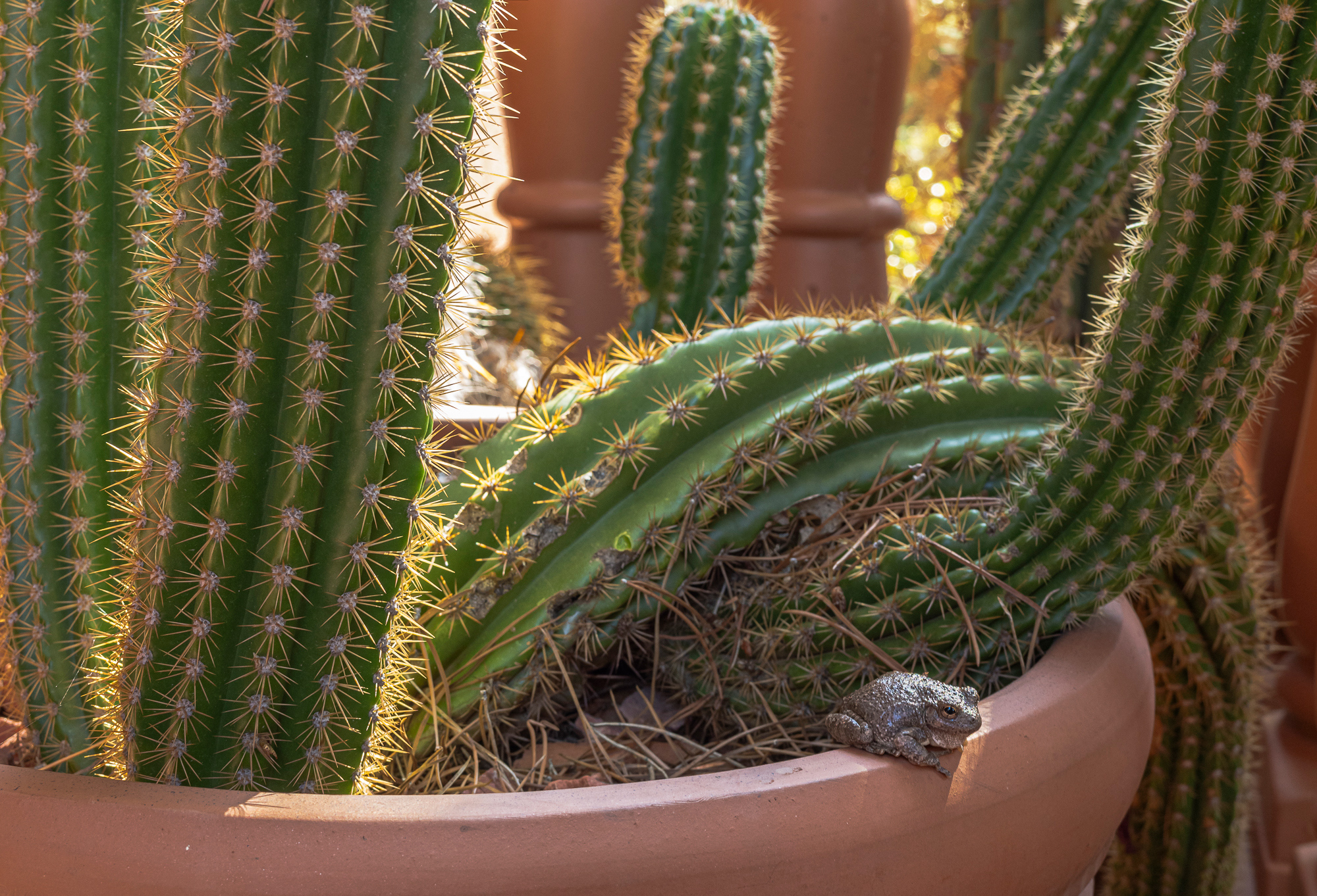 “Brave Toad”, Sedona, AZ