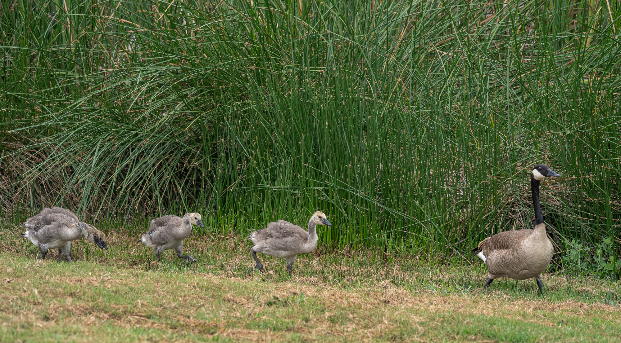 “Proud Parent”, 2022, Laguna Niguel Regional Park
