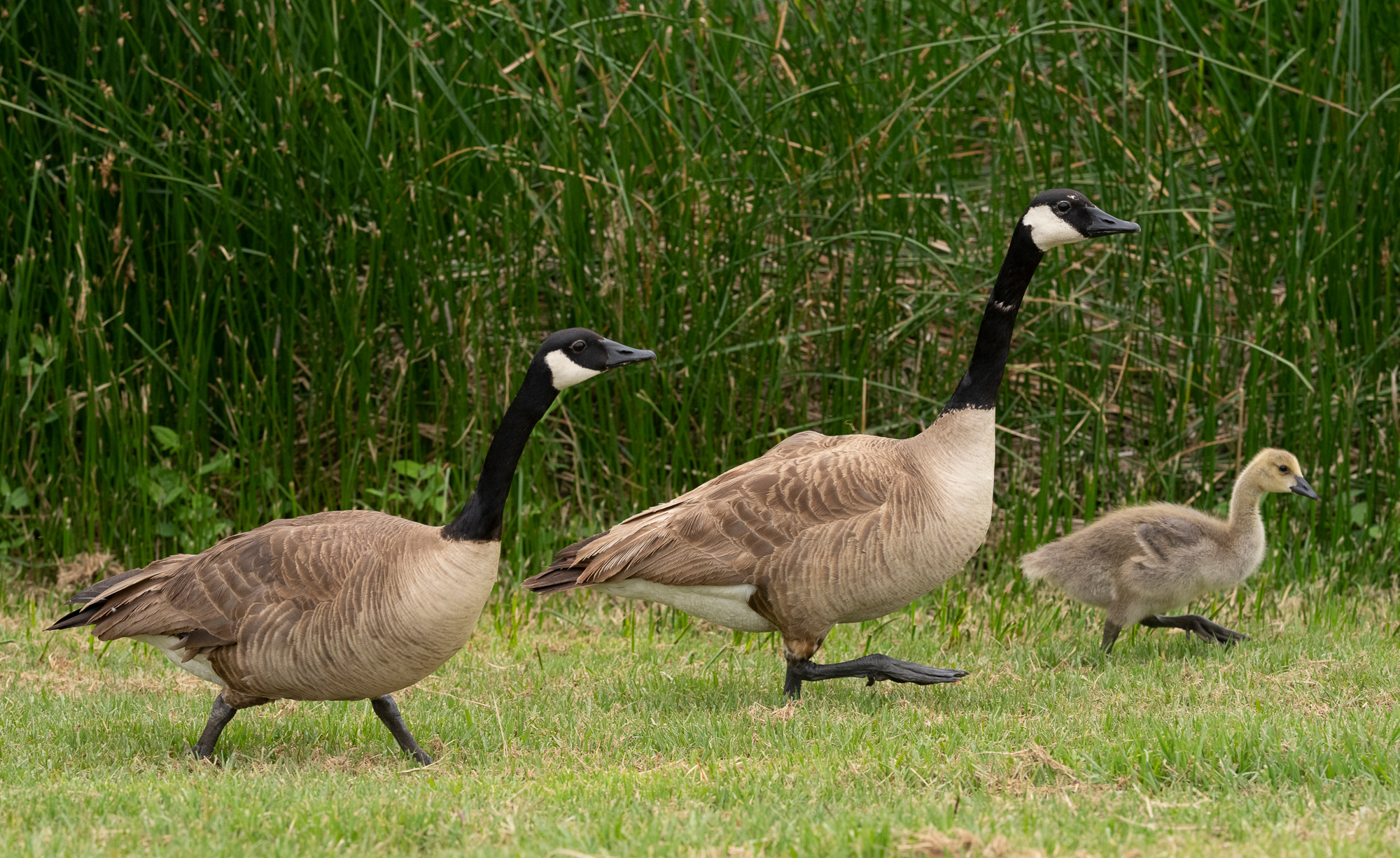 “Family Resemblance”, 2022, Laguna Niguel Regional Park