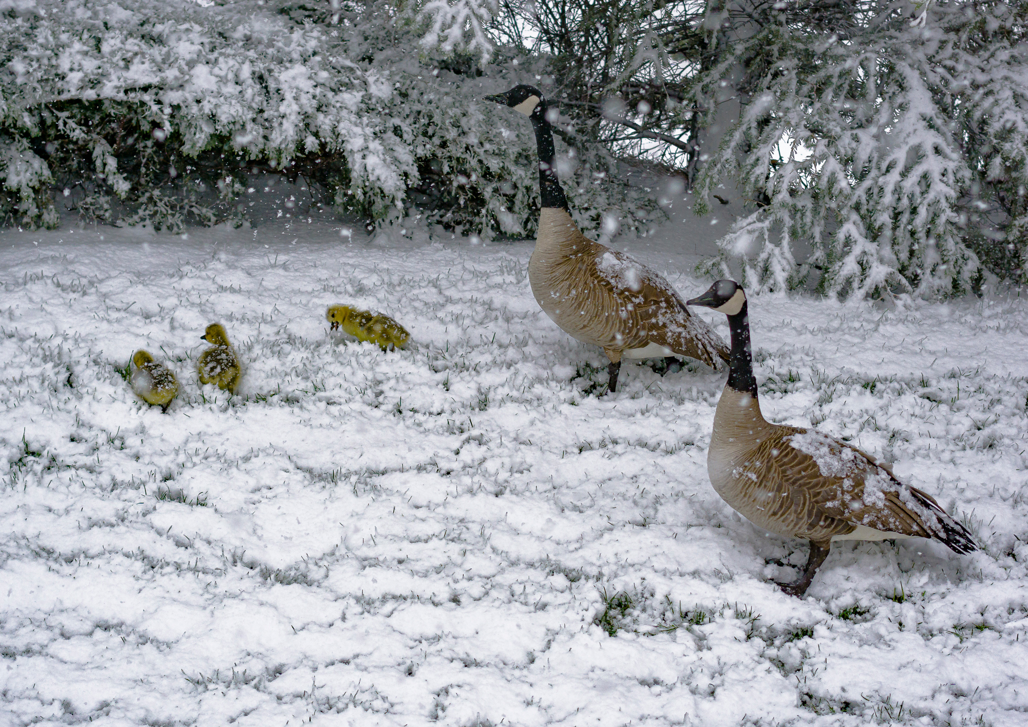 “Canada Geese & Goslings”, 2014, Cheyenne Lake, CO