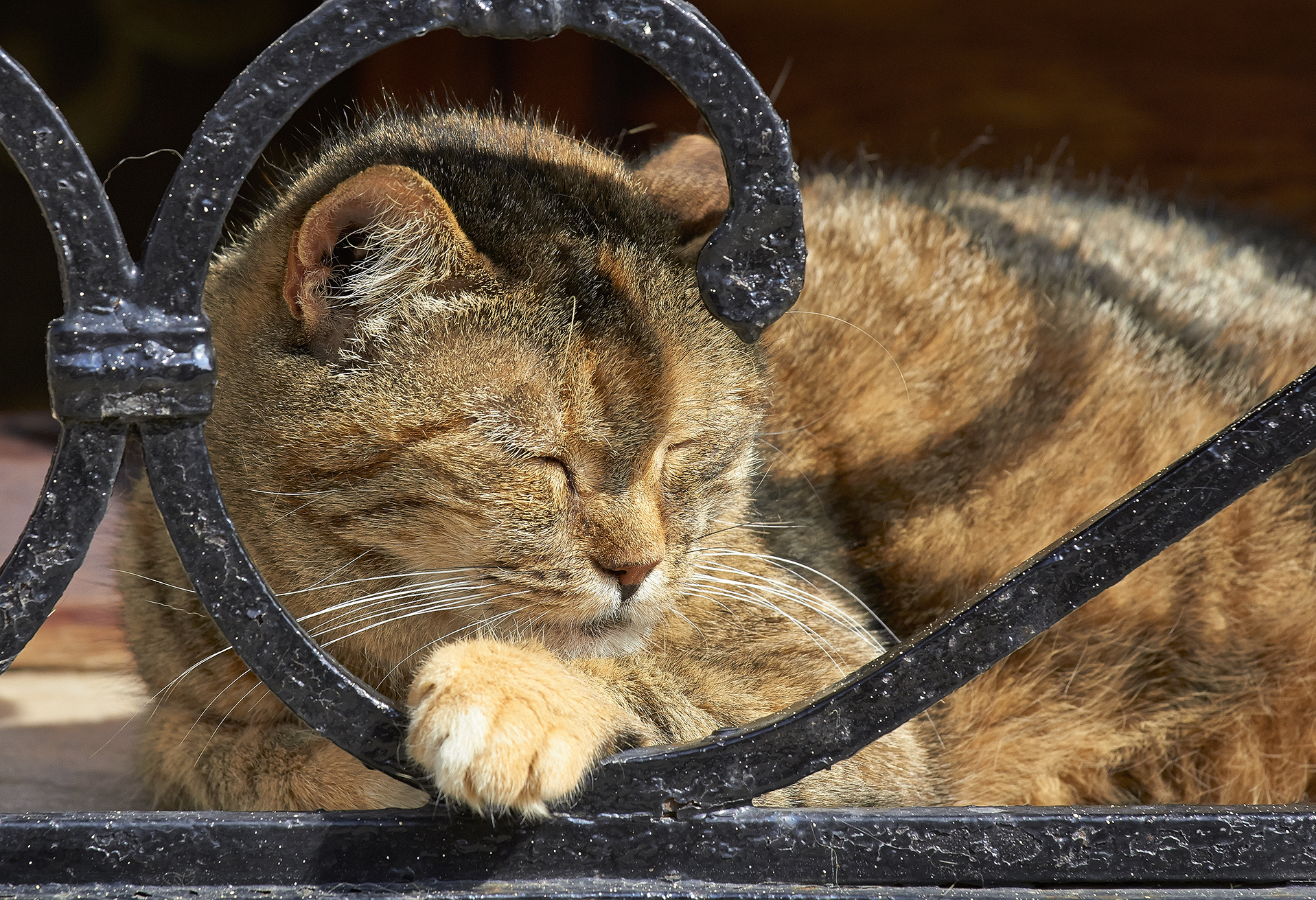 A cat sleeps resting against a metal bar.