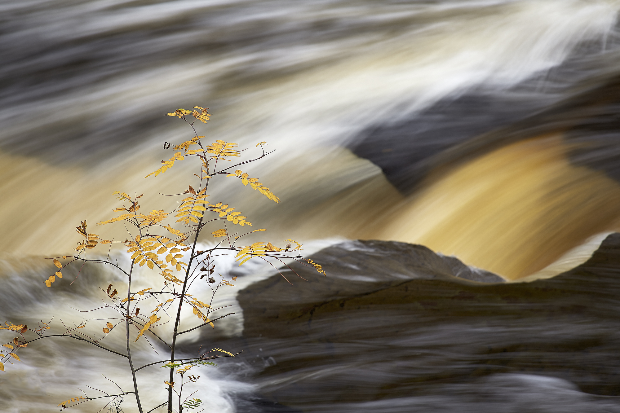 A branch sits in the foreground as rapids move quickly in the background with several colors colliding.